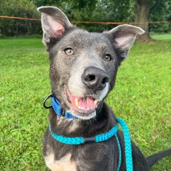 Enlarge Strudel, a Adoptable mixed breed in Youngstown, OH image 1/5