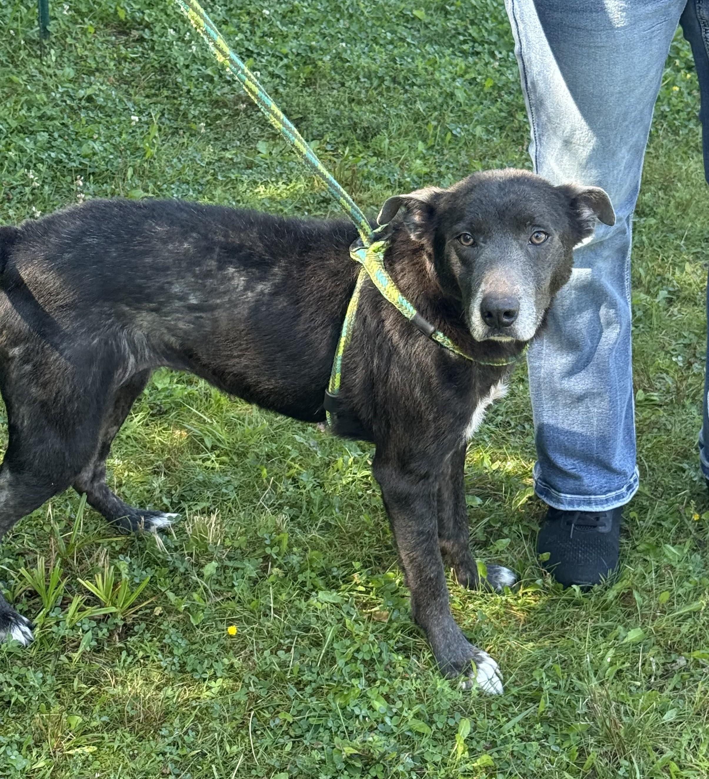 Enlarge Strudel, a Adoptable mixed breed in Youngstown, OH image 5/5