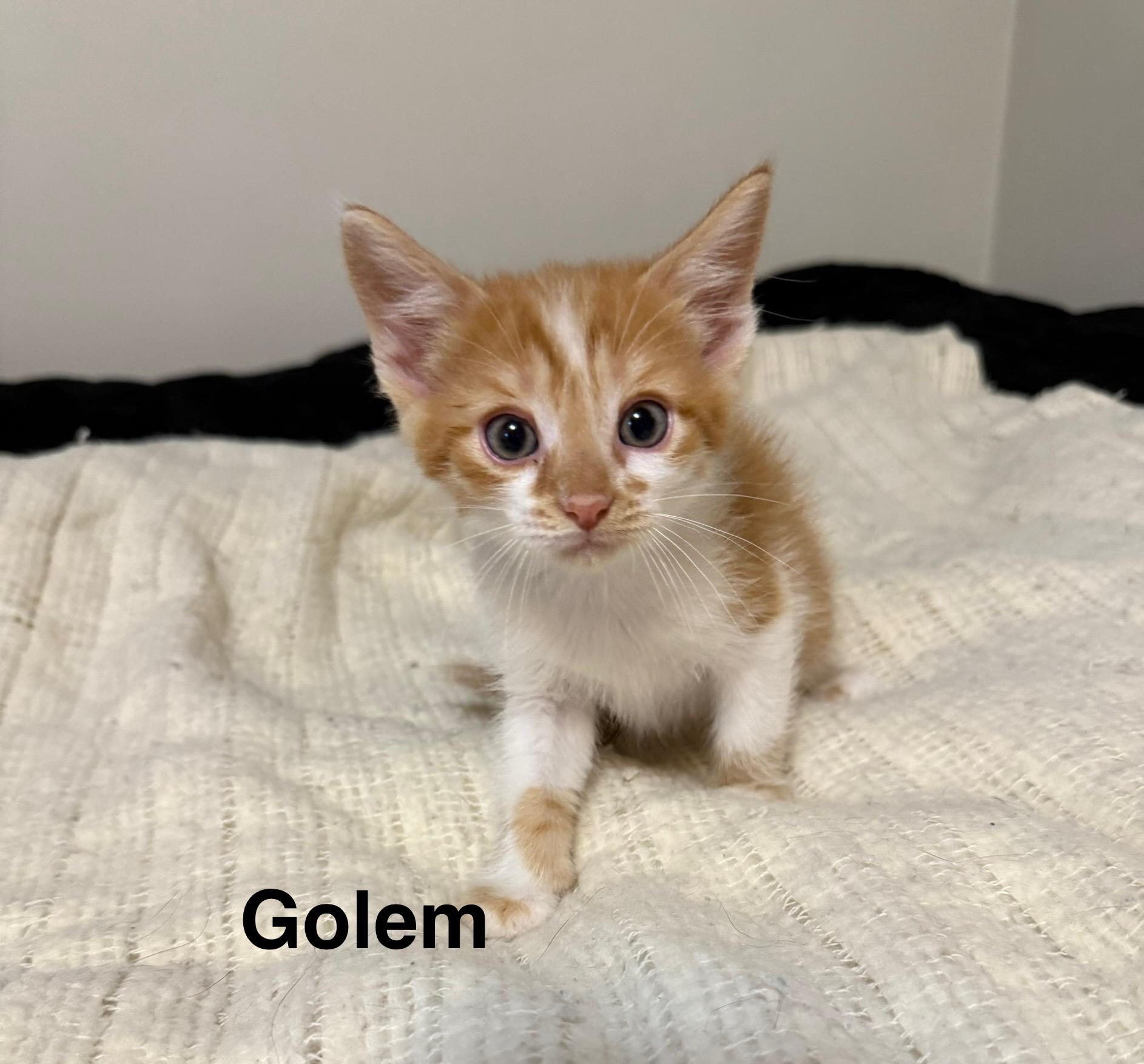 Golem, a Adoptable American Shorthair image 4/4
