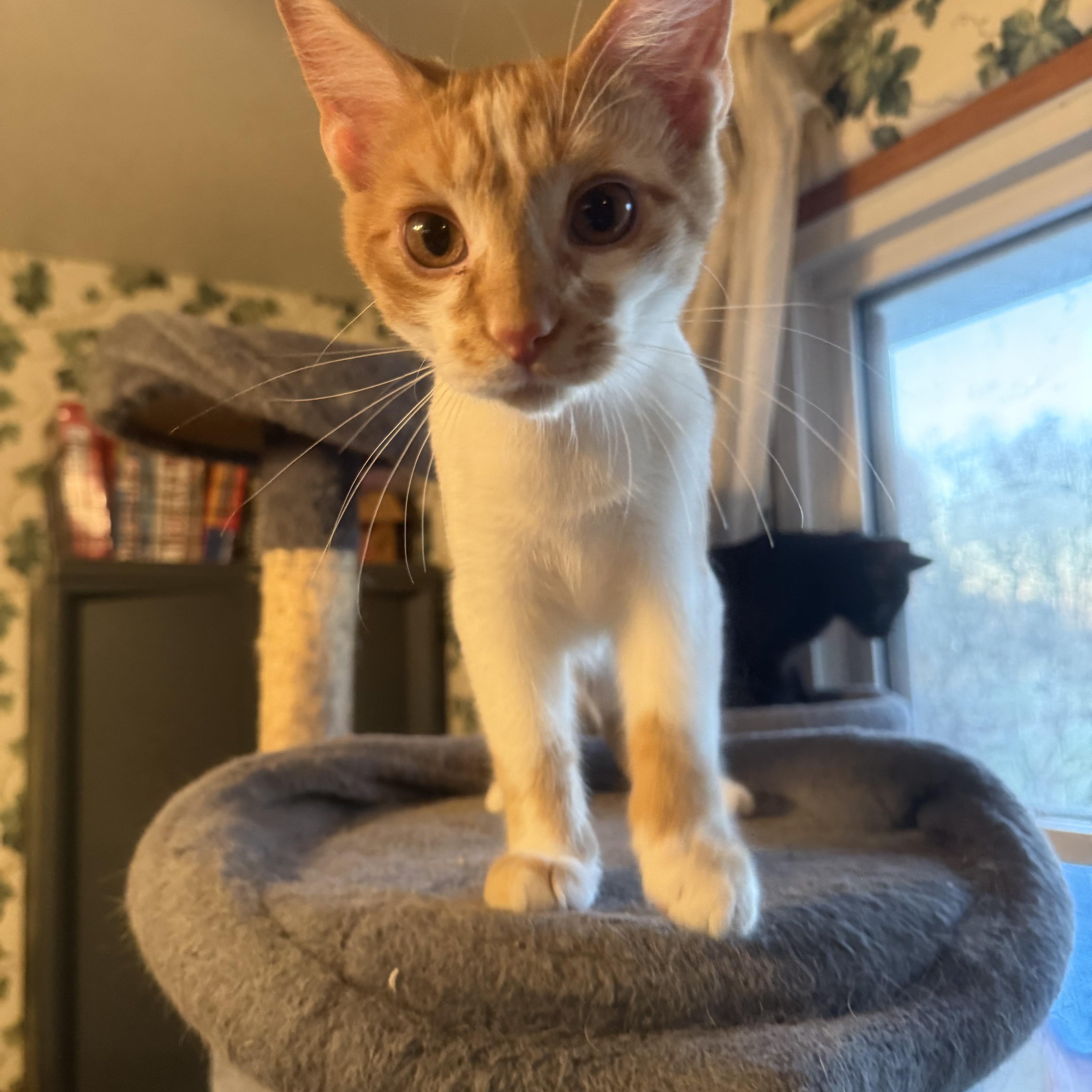 Golem, a Adoptable American Shorthair image 1/4