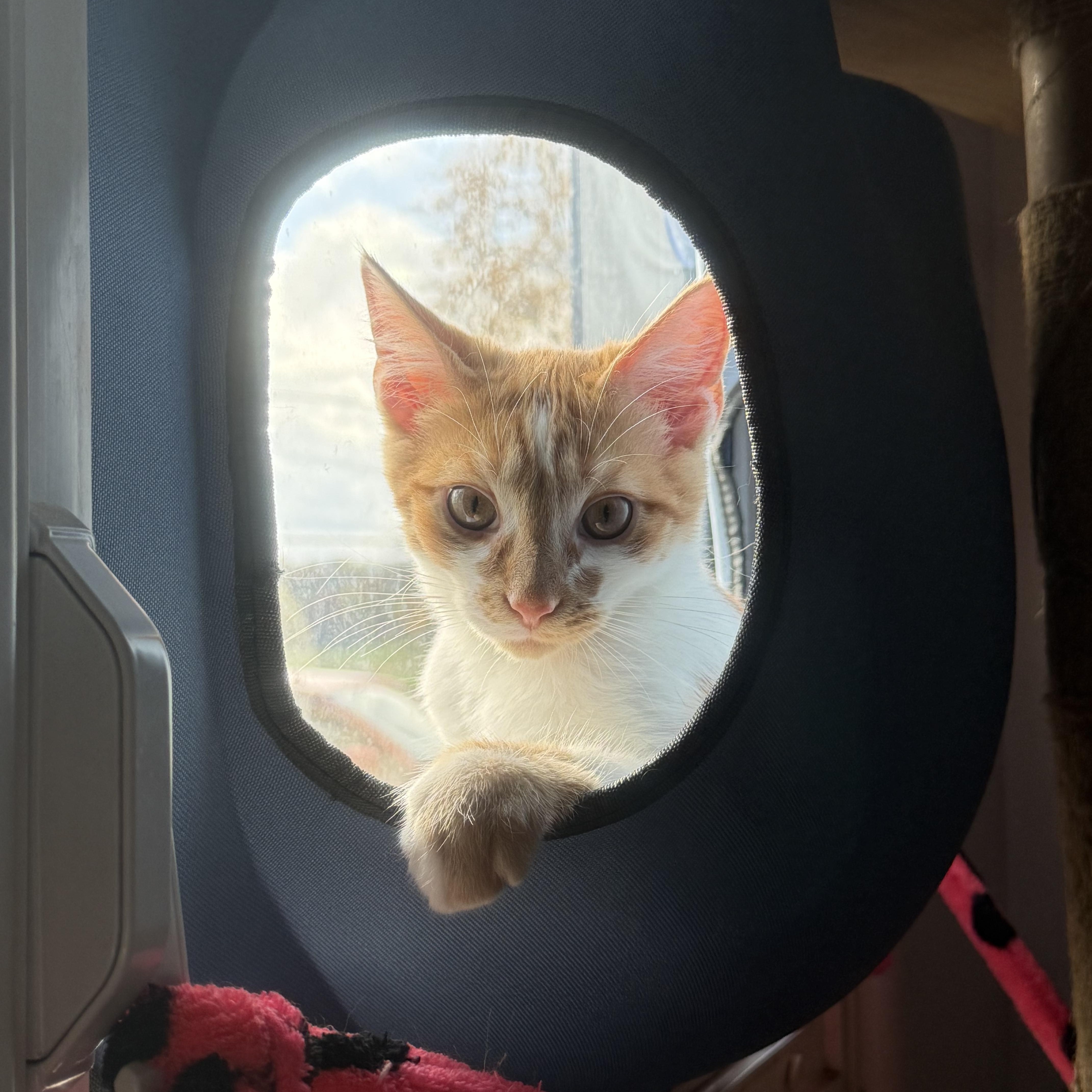 Golem, a Adoptable American Shorthair image 2/4