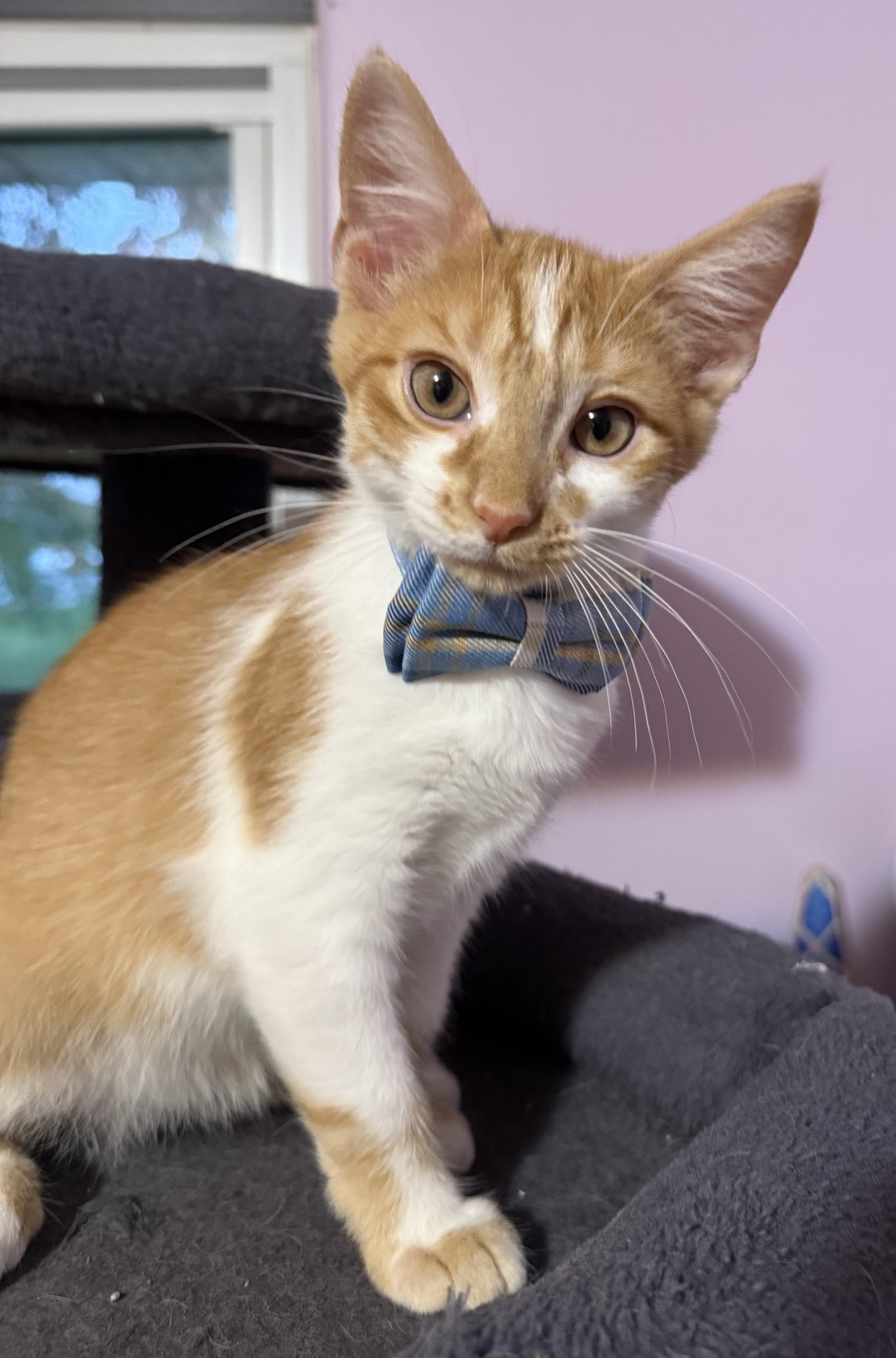 Golem, a Adoptable American Shorthair image 3/4