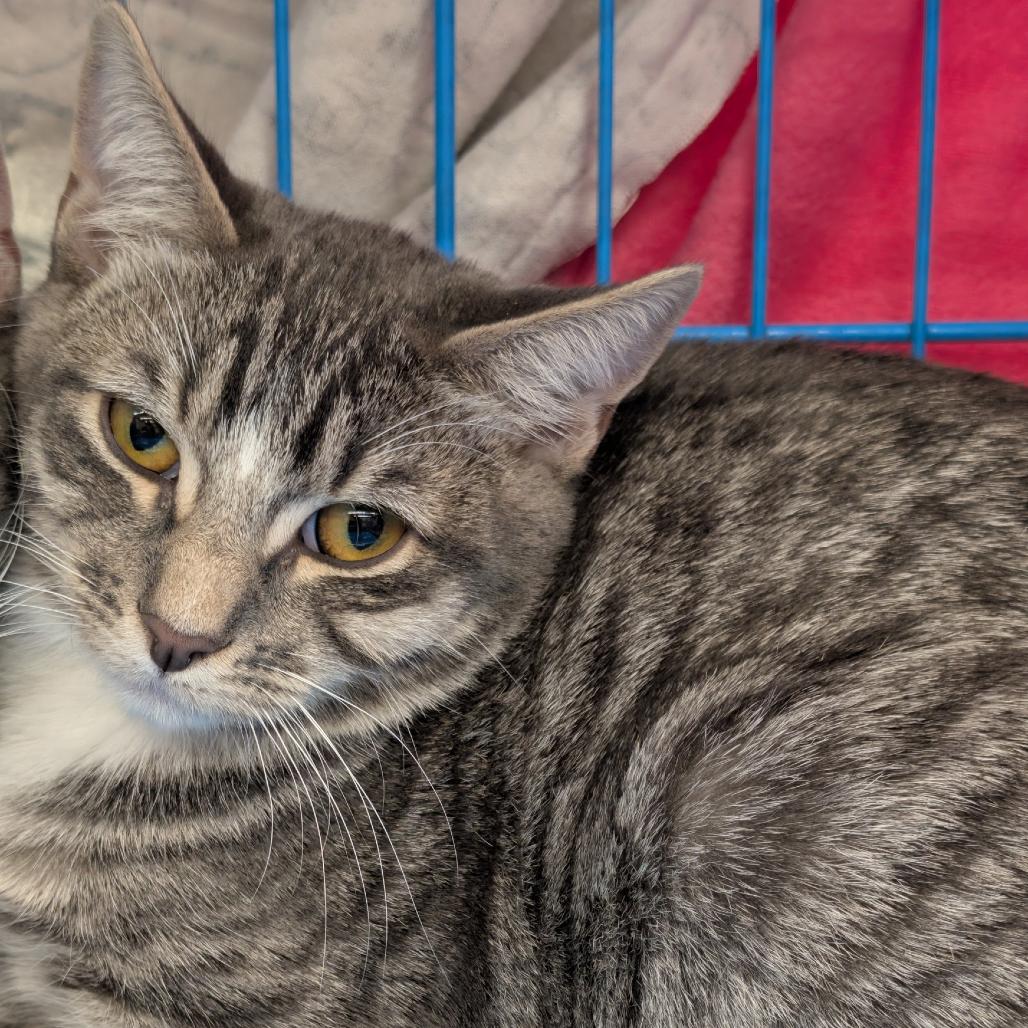 Enlarge Ashton, a Adoptable Domestic Short Hair in Pleasanton, CA image 1/2