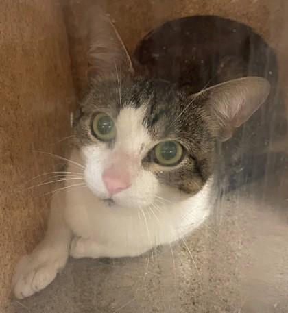 Enlarge Loki, a Adoptable mixed breed in Shreveport, LA image 1/2