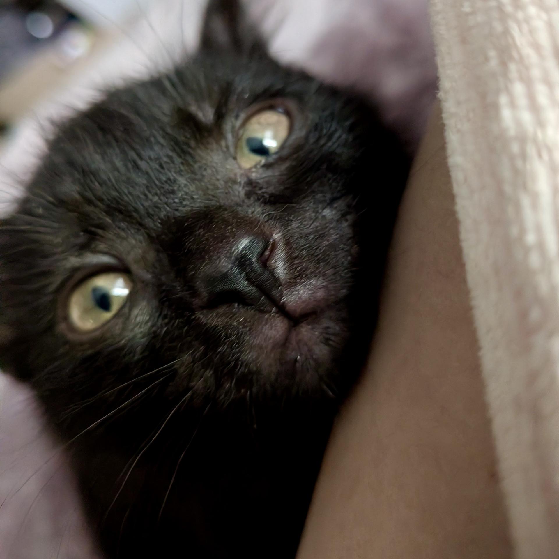 Enlarge Corn Dog, a Adoptable Domestic Short Hair in Alexandria, VA image 5/5