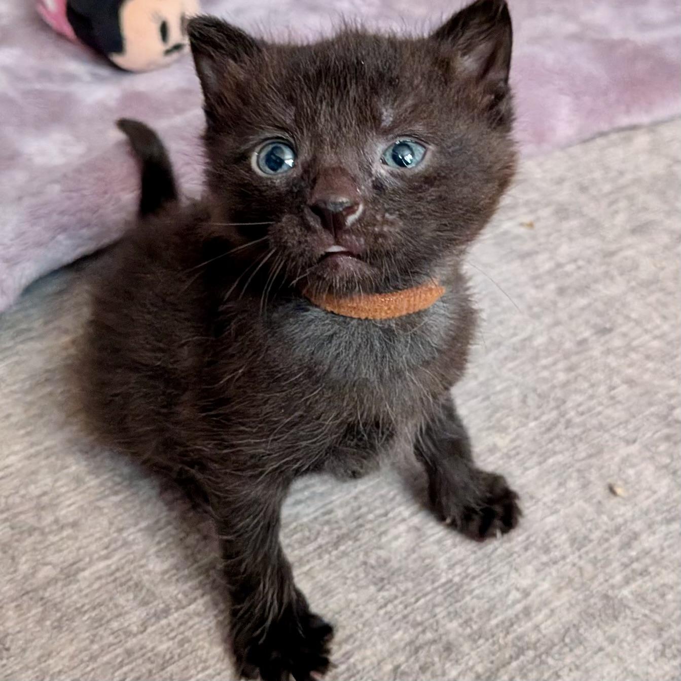 Enlarge Corn Dog, a Adoptable Domestic Short Hair in Alexandria, VA image 2/5