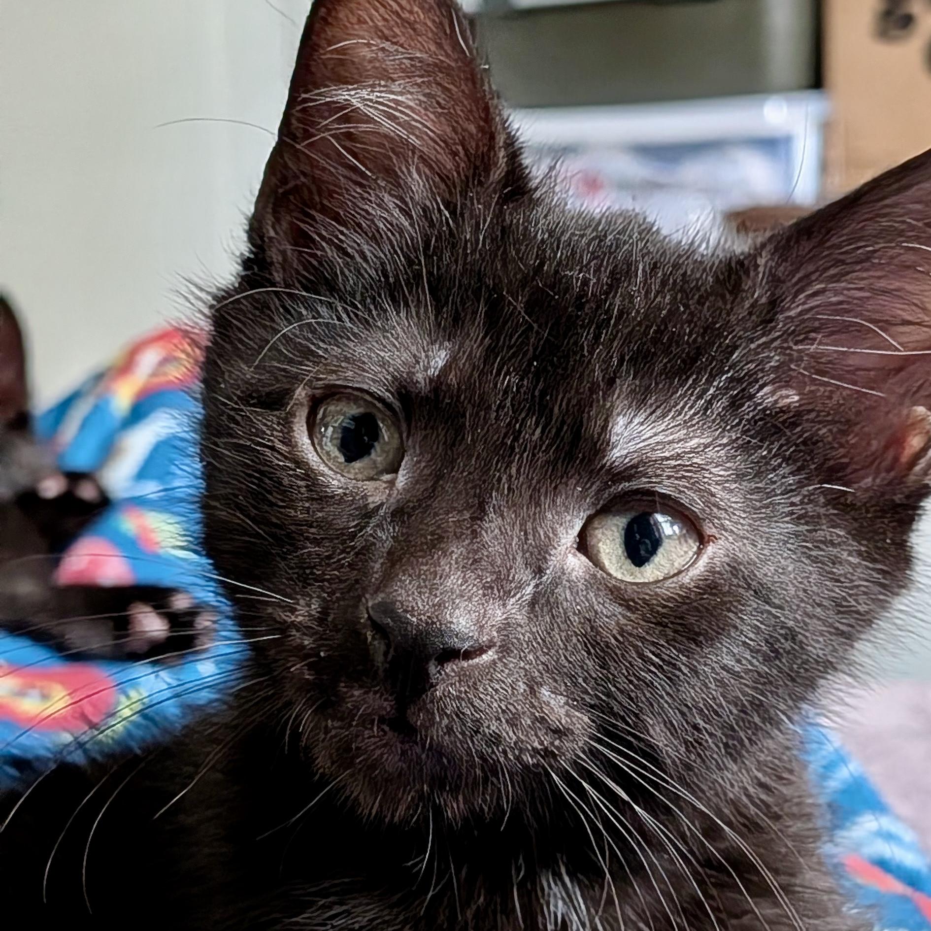 Enlarge Corn Dog, a Adoptable Domestic Short Hair in Alexandria, VA image 1/5