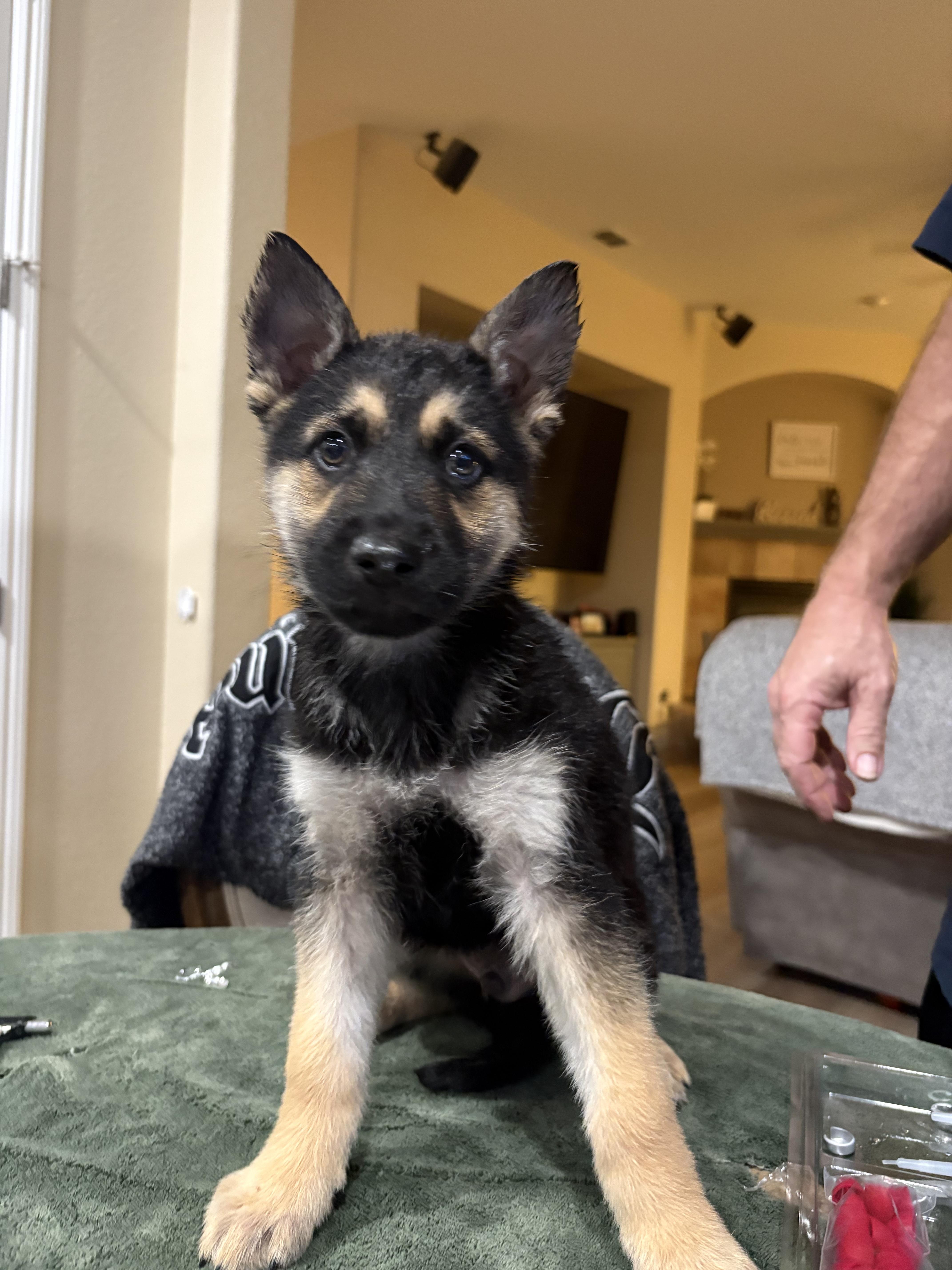 Enlarge Thunder, a Adoptable mixed breed in Discovery Bay, CA image 1/1