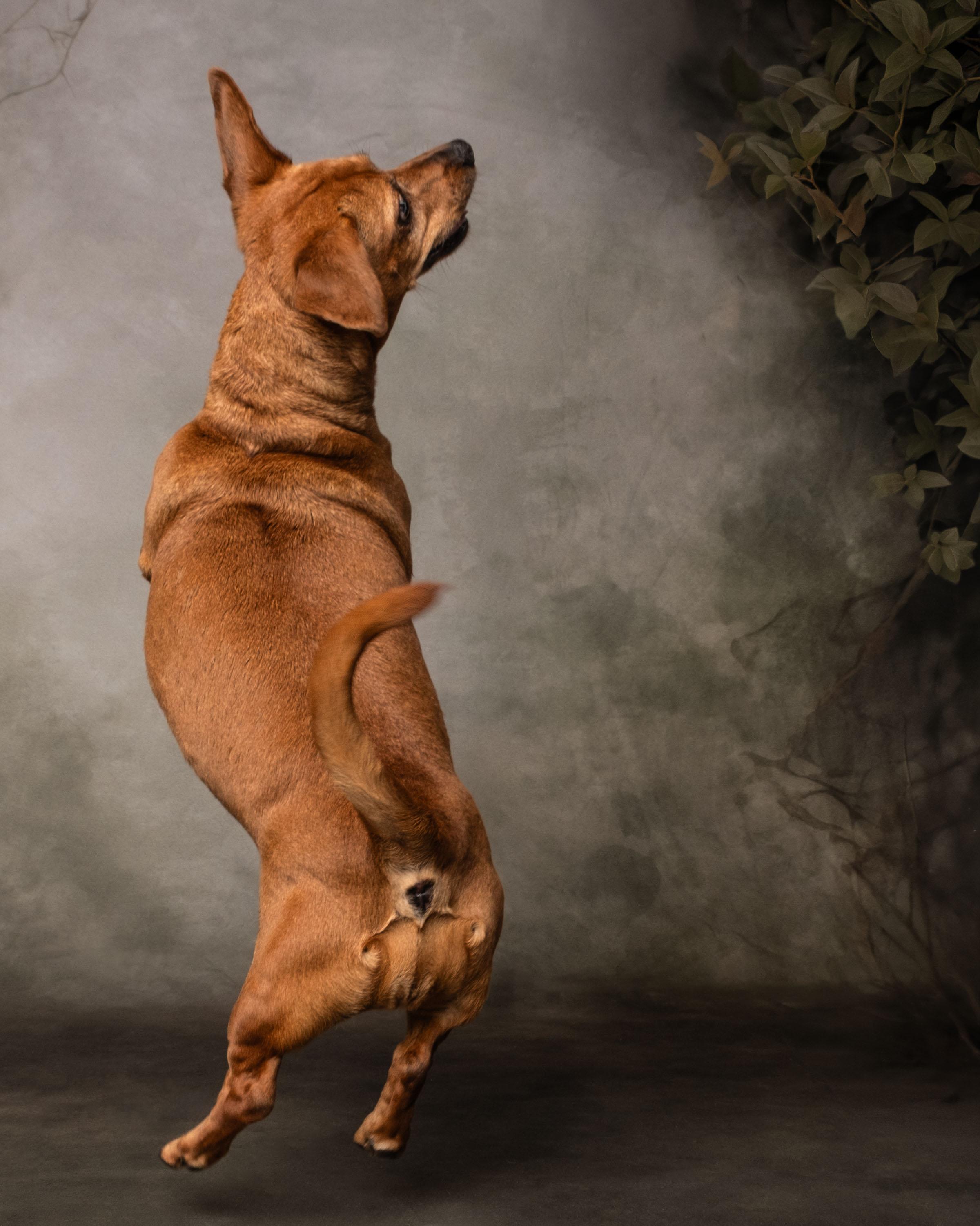 Enlarge Coco , a ADOPTABLE Dachshund in Aiken, SC image 1/5