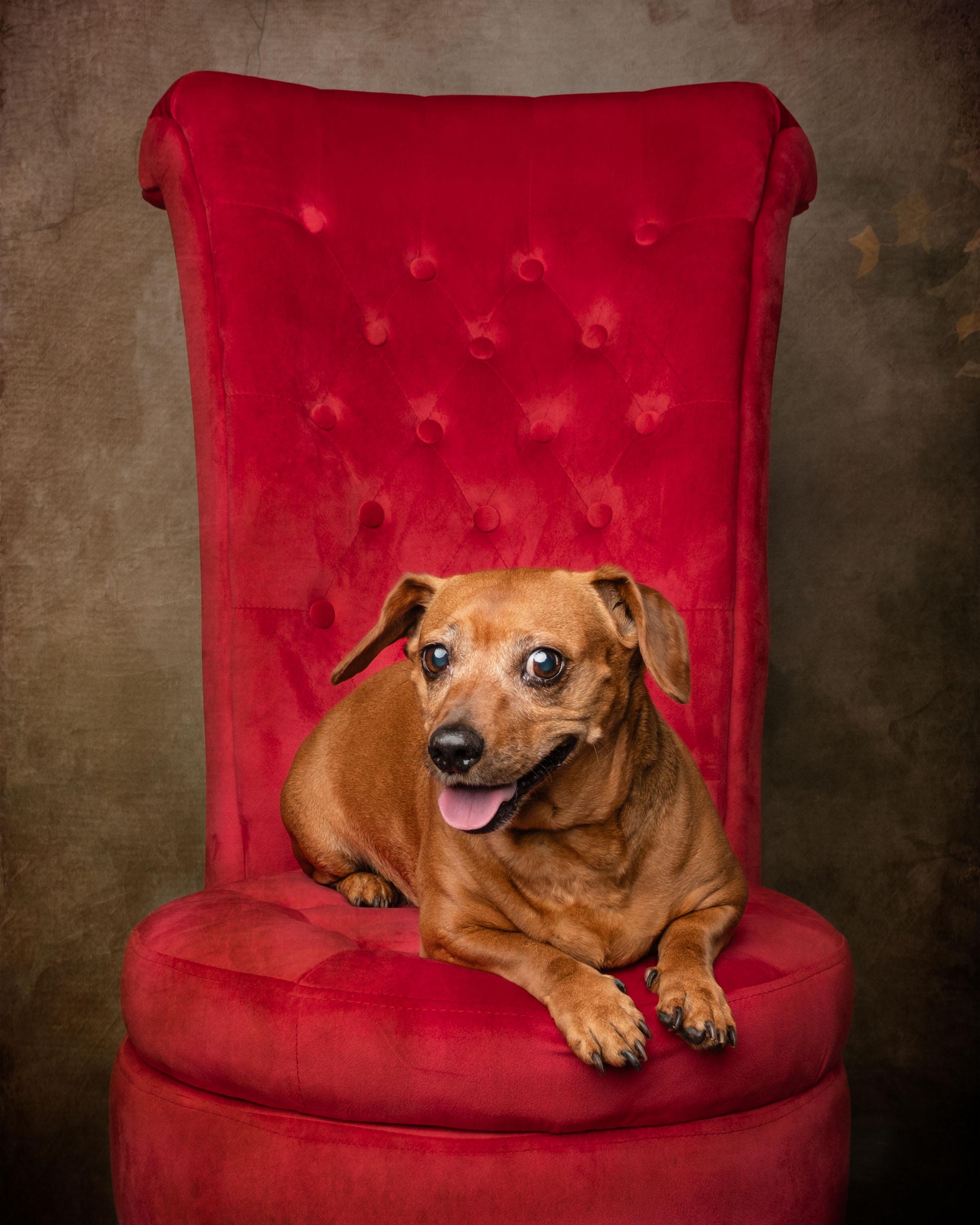 Enlarge Coco , a ADOPTABLE Dachshund in Aiken, SC image 2/5