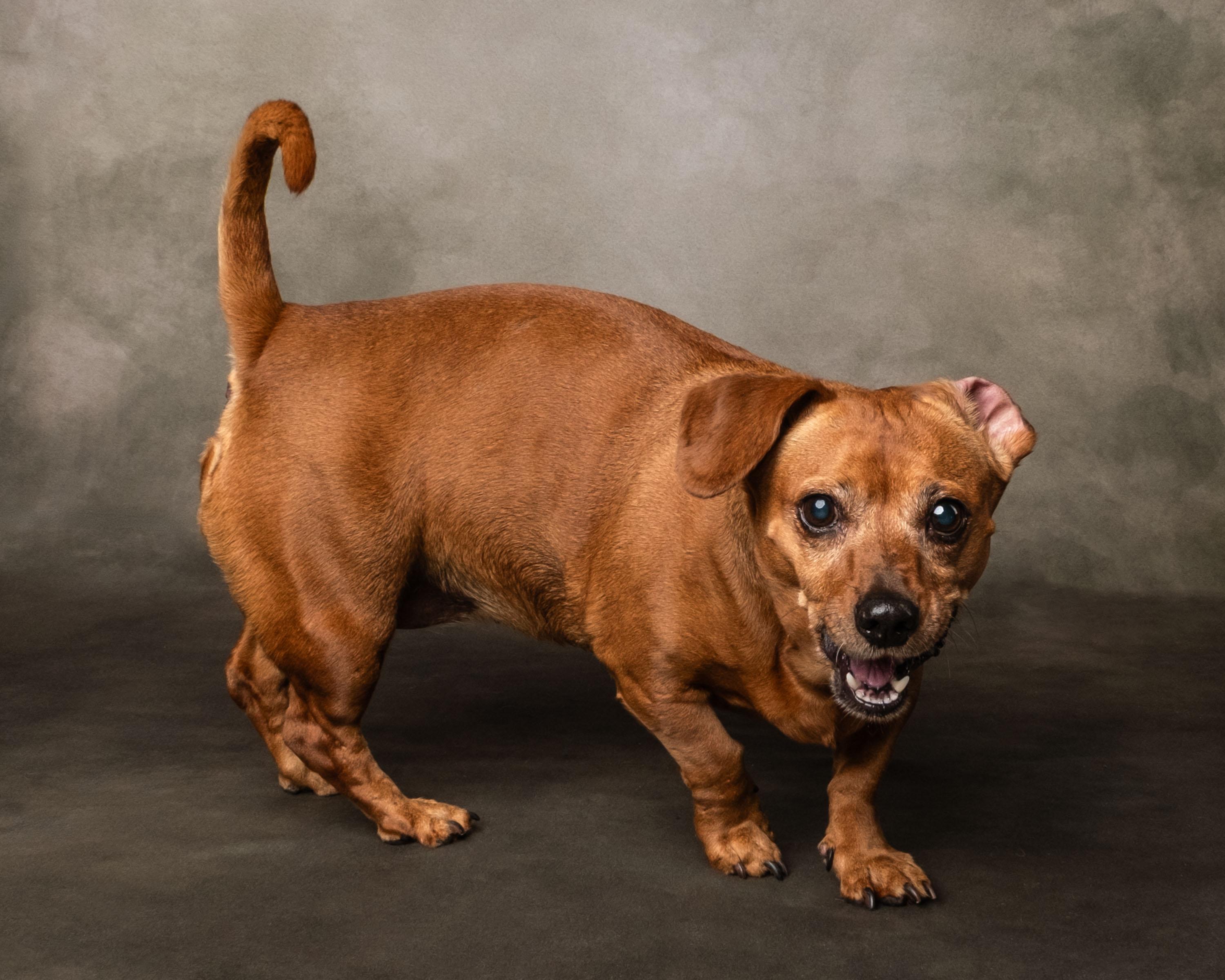 Enlarge Coco , a ADOPTABLE Dachshund in Aiken, SC image 3/5