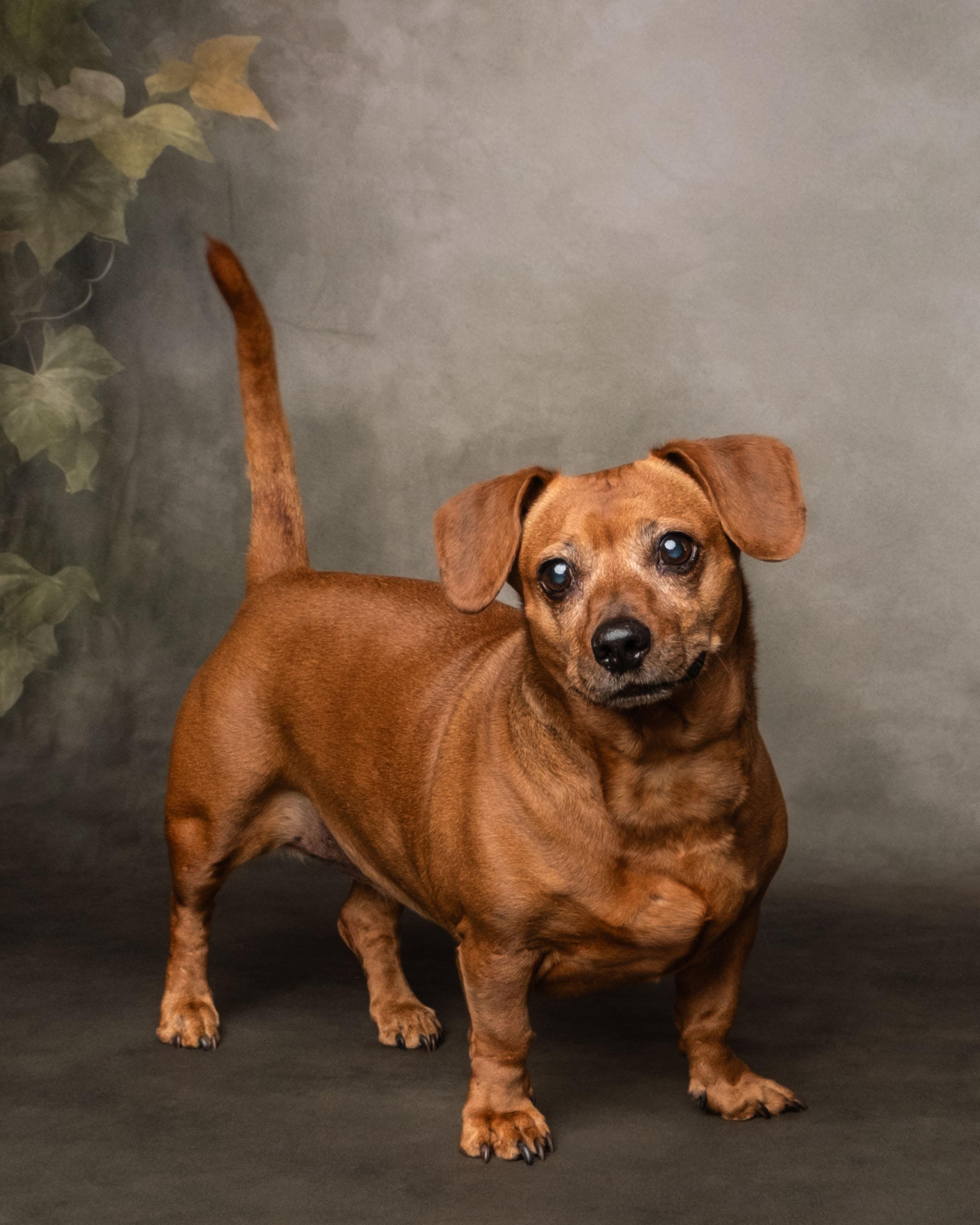 Enlarge Coco , a ADOPTABLE Dachshund in Aiken, SC image 4/5