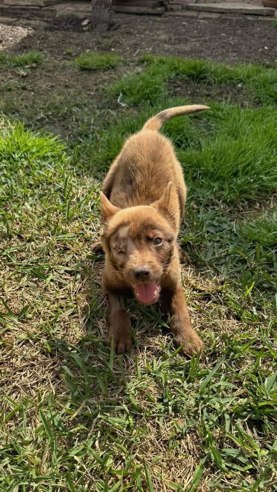 Osito — thumbnail 2