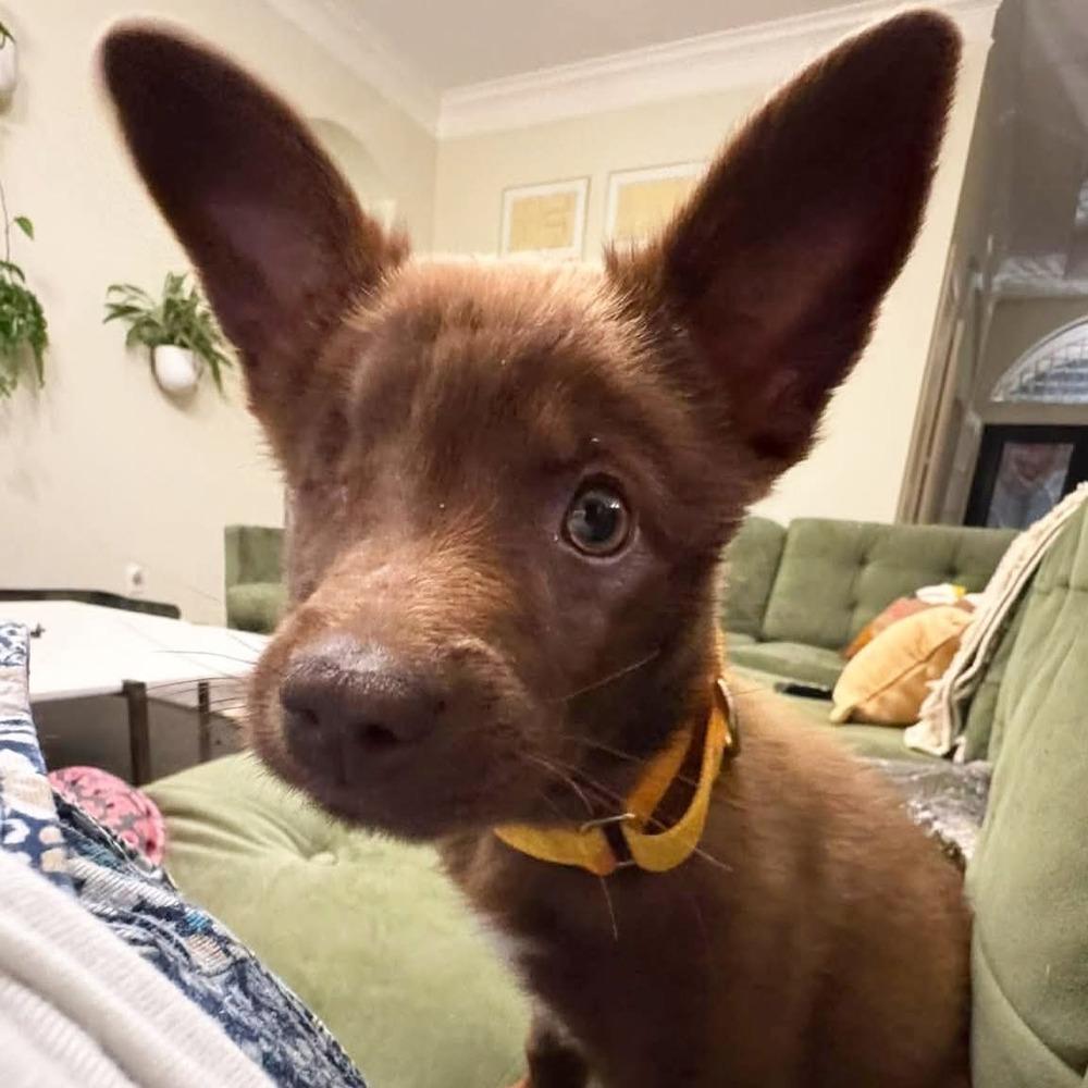 Osito — thumbnail 4