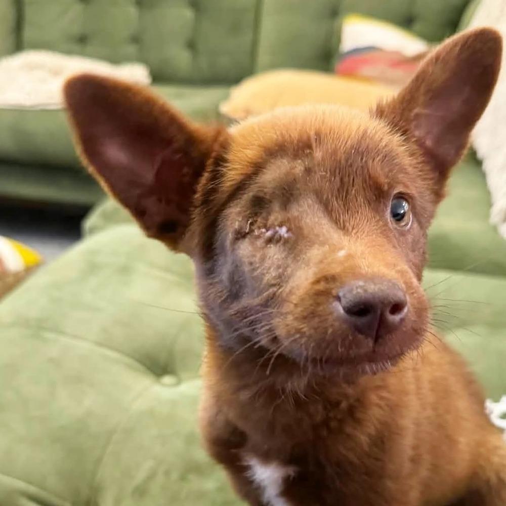 Osito — thumbnail 6