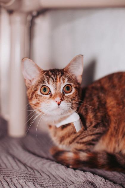 89805A Anime Cat- Pounce Cat Cafe, Adoptable, Young Female Domestic Short Hair & Domestic Short Hair.