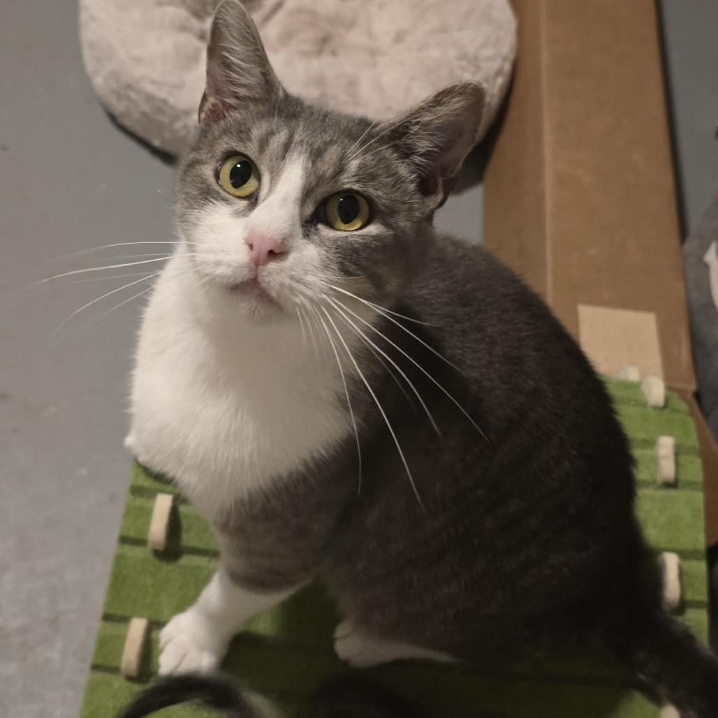 Polly, Adoptable, Adult Female Domestic Short Hair.