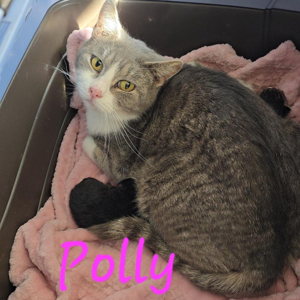 Polly, a Adoptable Domestic Short Hair in Overland Park, KS image 2/3