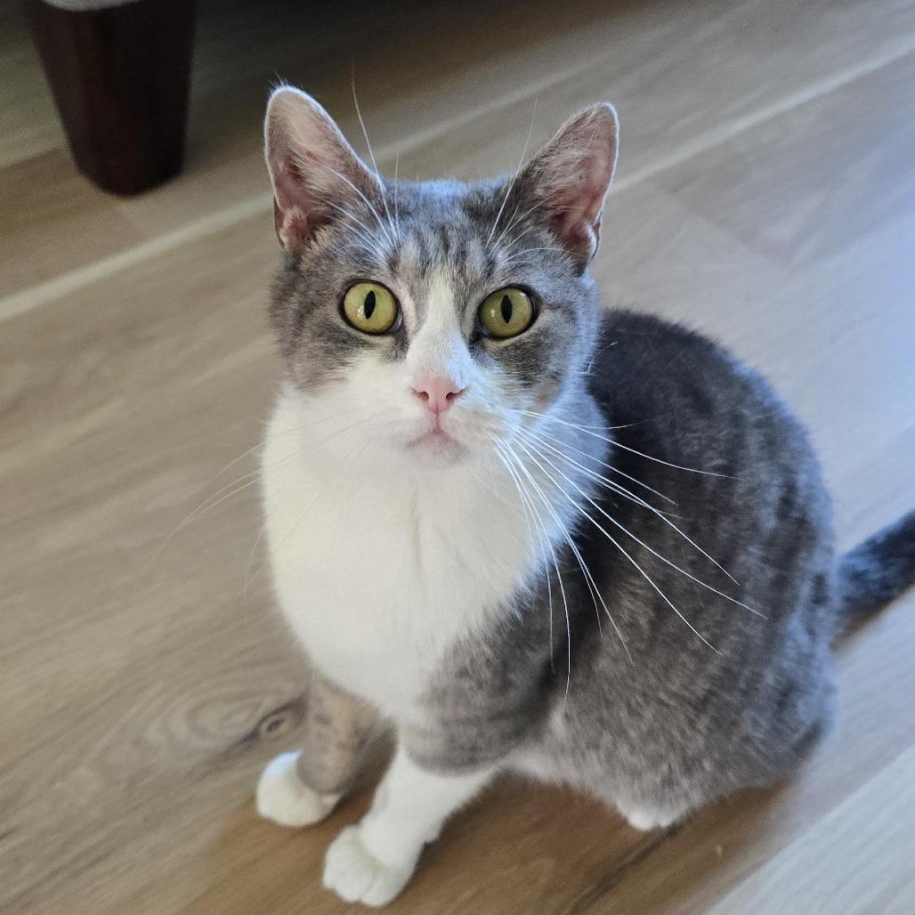 Polly, a Adoptable Domestic Short Hair in Overland Park, KS image 3/3