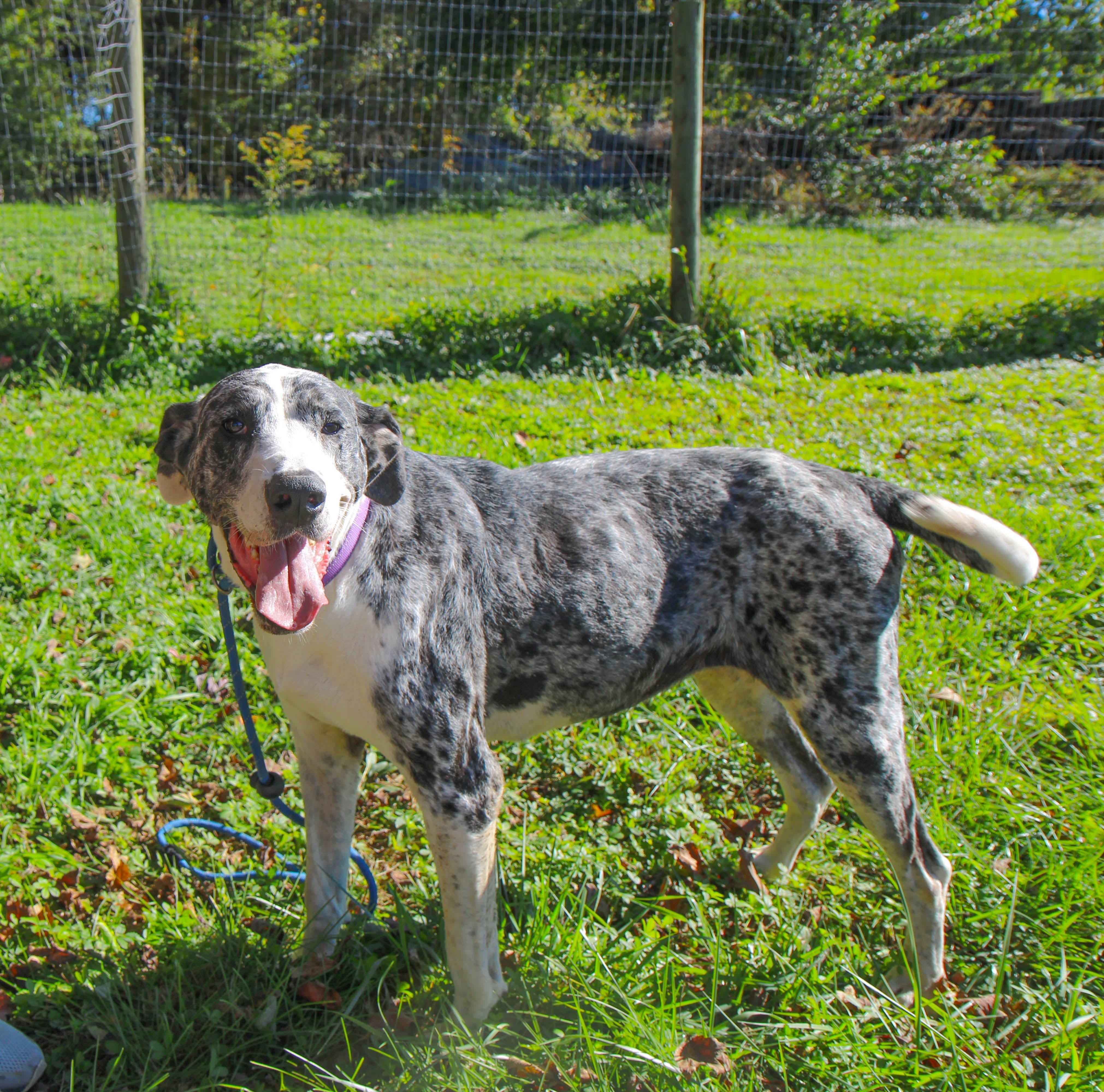 Daisy, Adoptable, Adult Female Great Dane & Catahoula Leopard Dog.