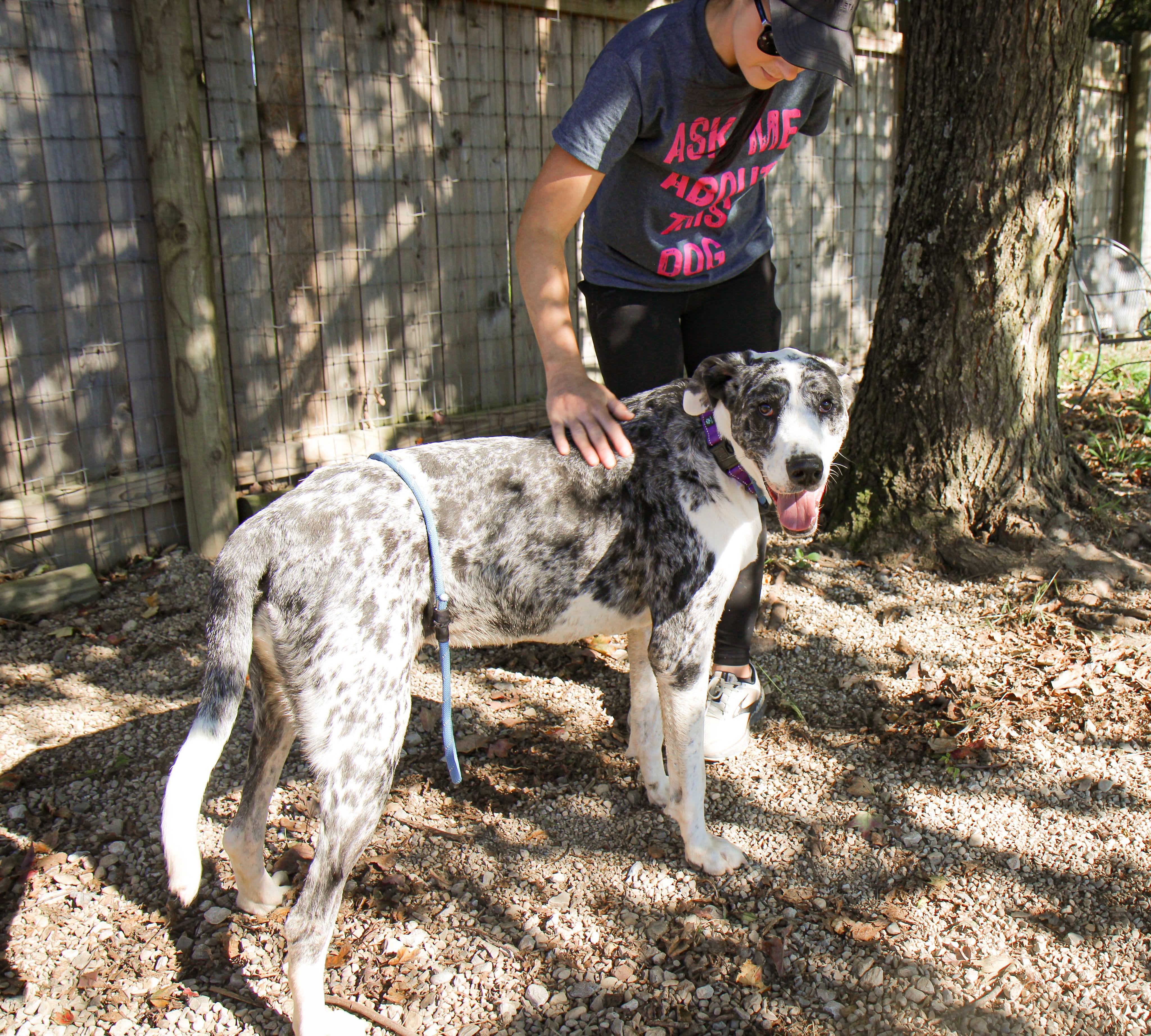 Enlarge Daisy, a Adoptable mixed breed in Plain City, OH image 2/6