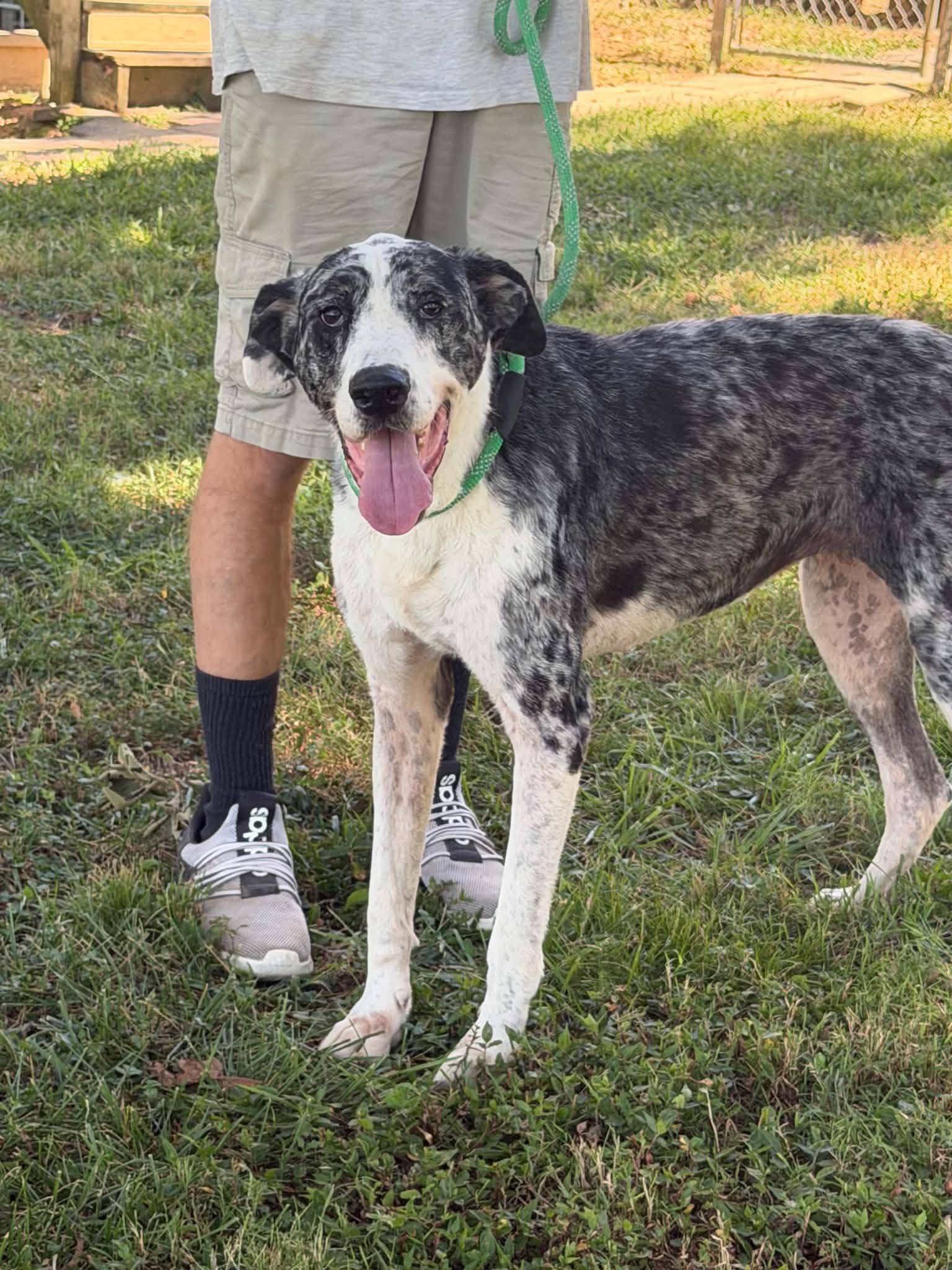 Enlarge Daisy, a Adoptable mixed breed in Plain City, OH image 3/6