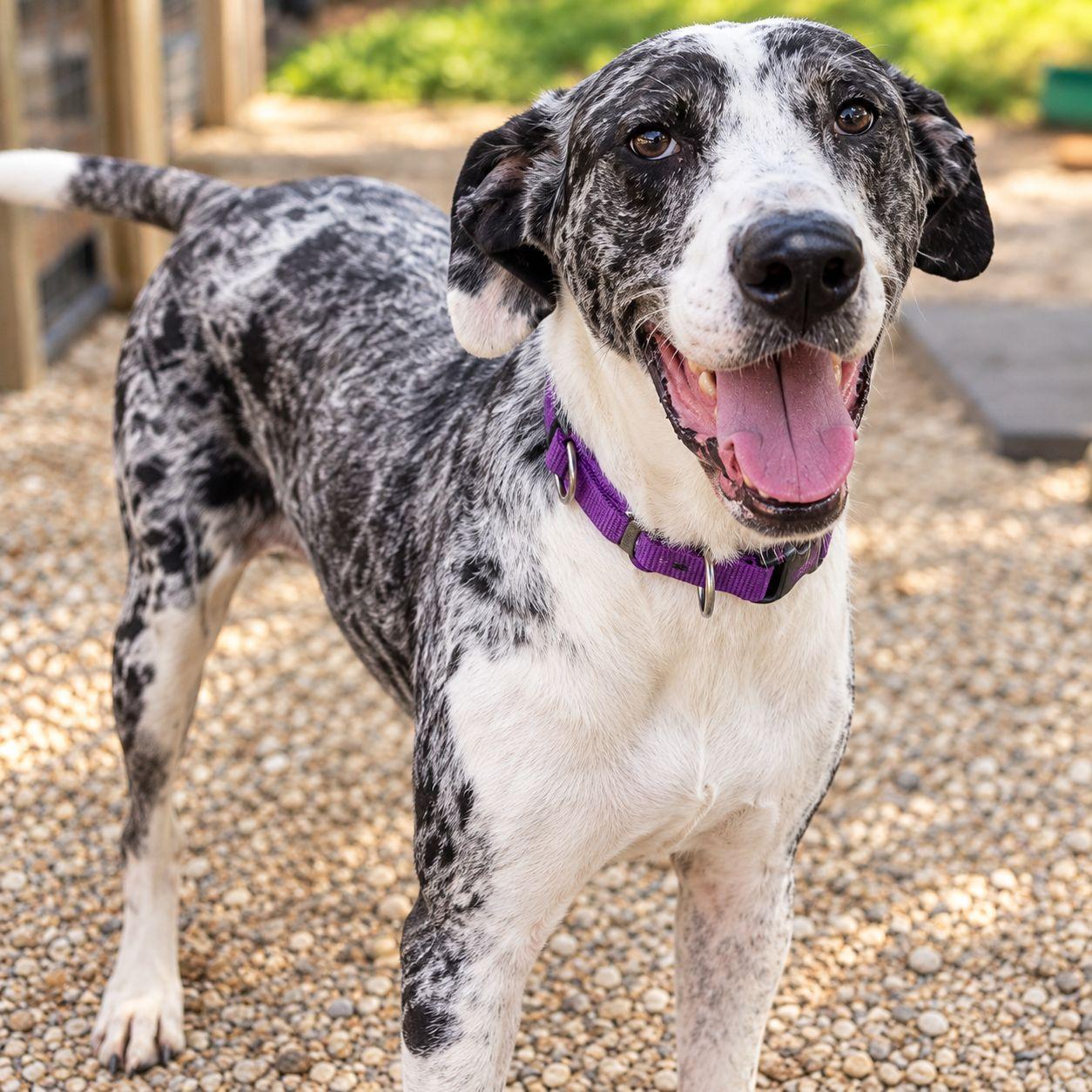 Enlarge Daisy, a Adoptable mixed breed in Plain City, OH image 4/6