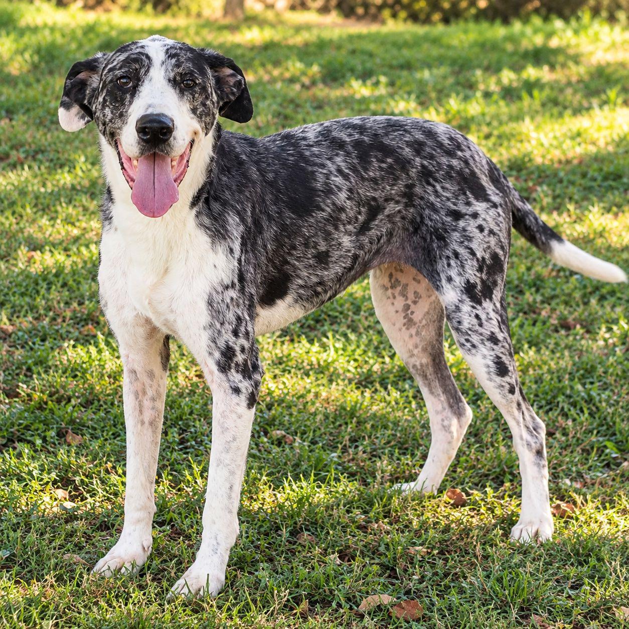 Enlarge Daisy, a Adoptable mixed breed in Plain City, OH image 5/6