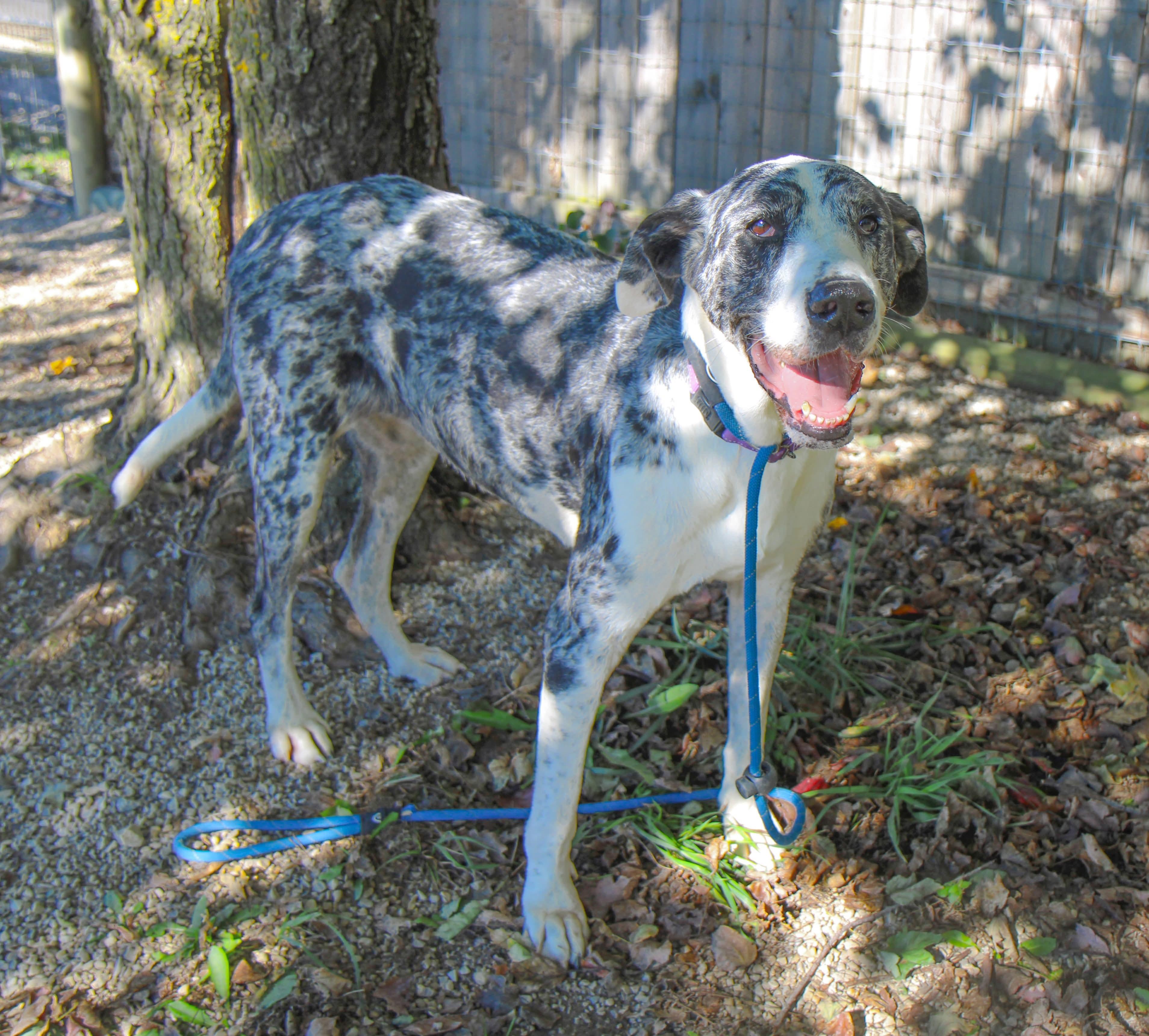 Enlarge Daisy, a Adoptable mixed breed in Plain City, OH image 6/6