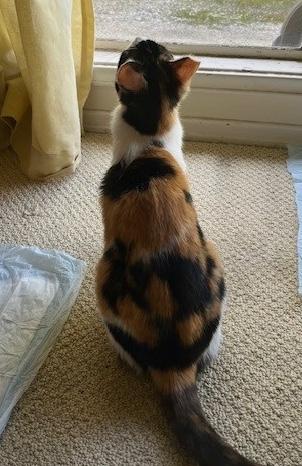 Pipsqueak, a ADOPTABLE Domestic Short Hair in Sherman Oaks, CA image 5/5