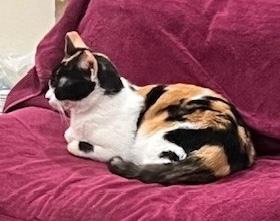 Pipsqueak, a ADOPTABLE Domestic Short Hair in Sherman Oaks, CA image 2/5