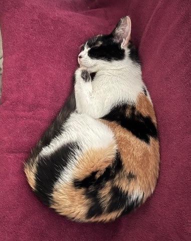 Pipsqueak, a ADOPTABLE Domestic Short Hair in Sherman Oaks, CA image 3/5