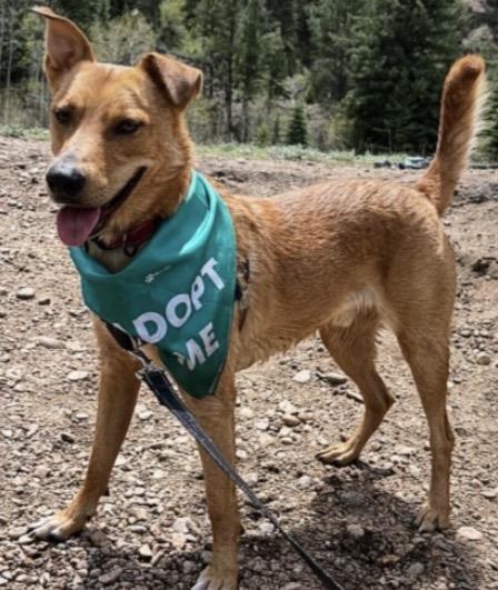 Enlarge Kringle, a Adoptable mixed breed in Commerce City, CO image 2/6