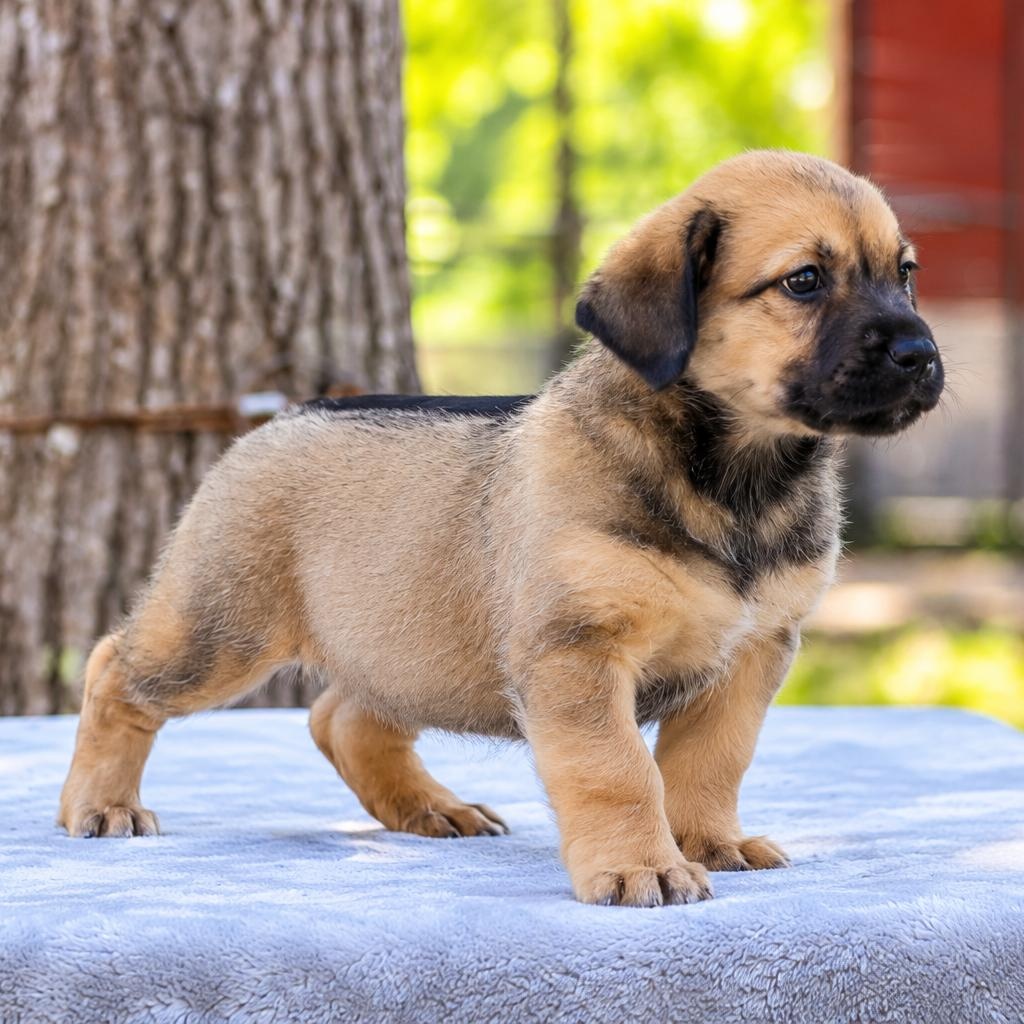 Enlarge Muffin, a Adoptable mixed breed in Brattleboro, VT image 4/4