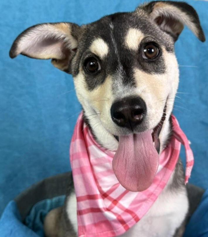 Enlarge Lani -No mama. No home. Just a junkyard and a worker who said, "take her.", a Adoptable mixed breed in Austin, TX image 6/6