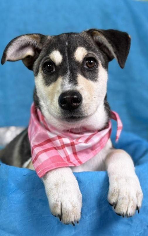 Enlarge Lani -No mama. No home. Just a junkyard and a worker who said, "take her.", a Adoptable mixed breed in Austin, TX image 5/6