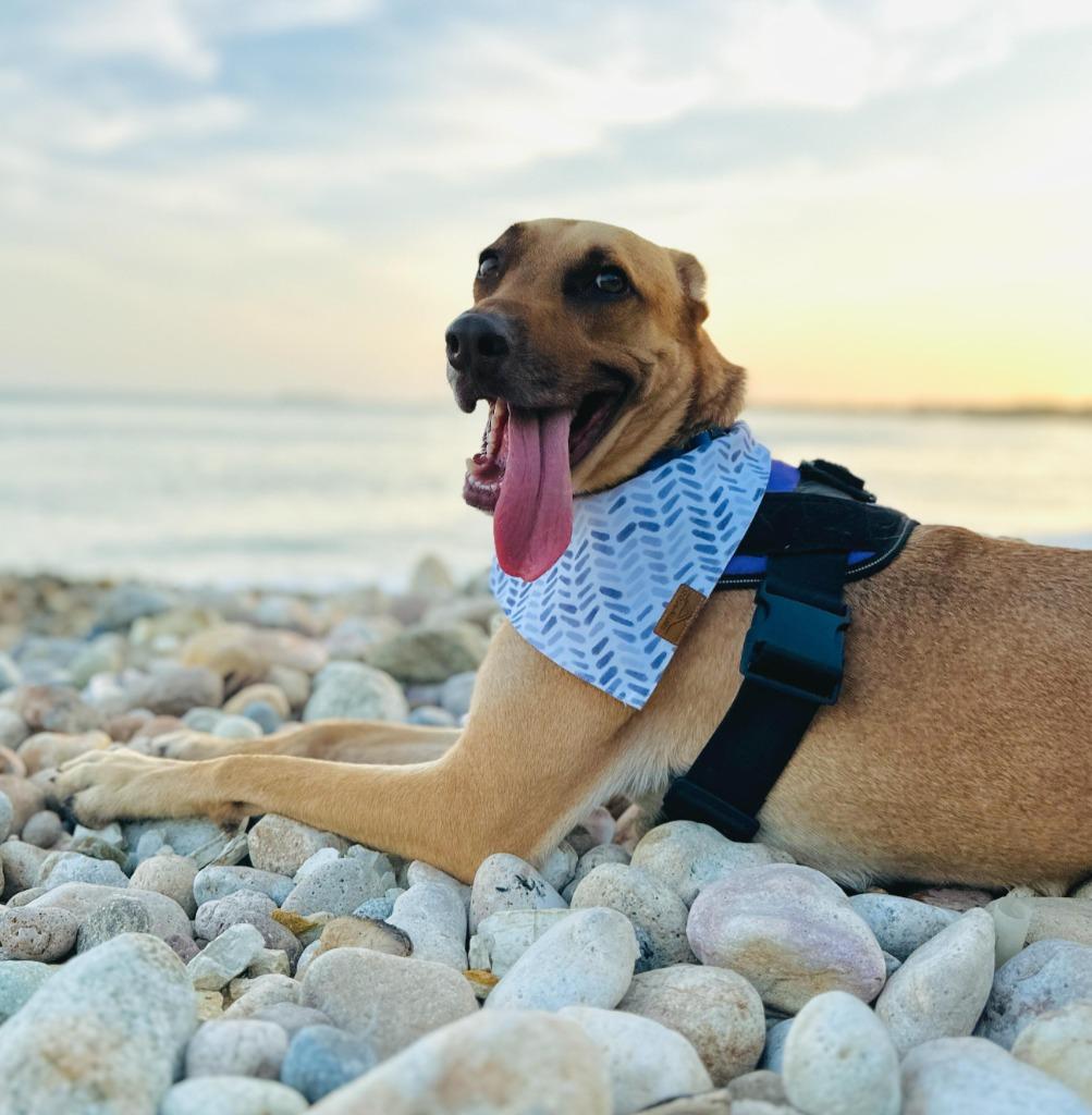 Kan, a Adoptable mixed breed in San Jose, CA image 2/5