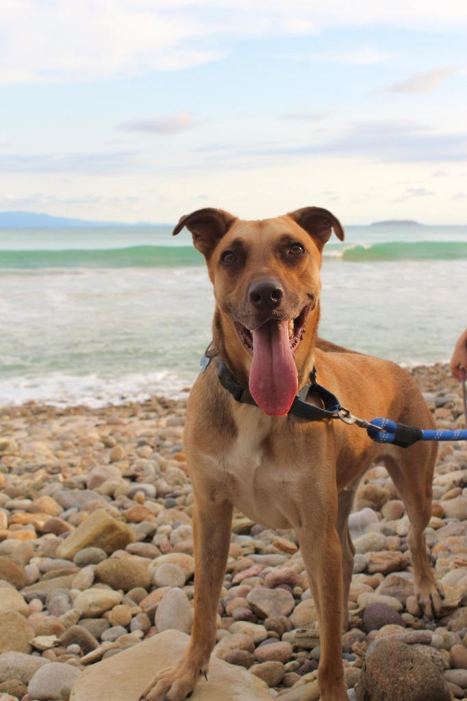 Kan, a Adoptable mixed breed in San Jose, CA image 3/5