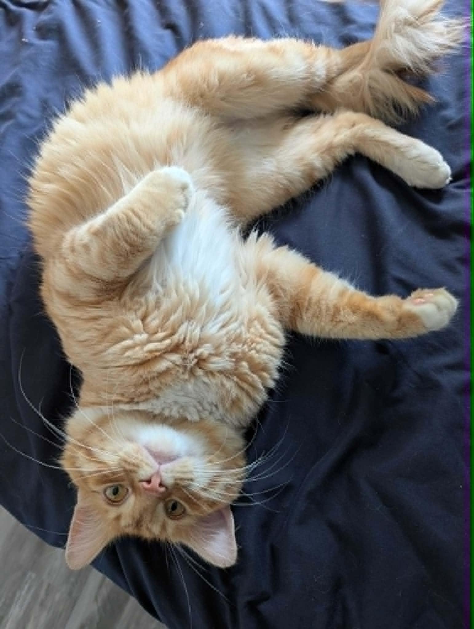 Timmy, adoptable, Young Male Domestic Short Hair.