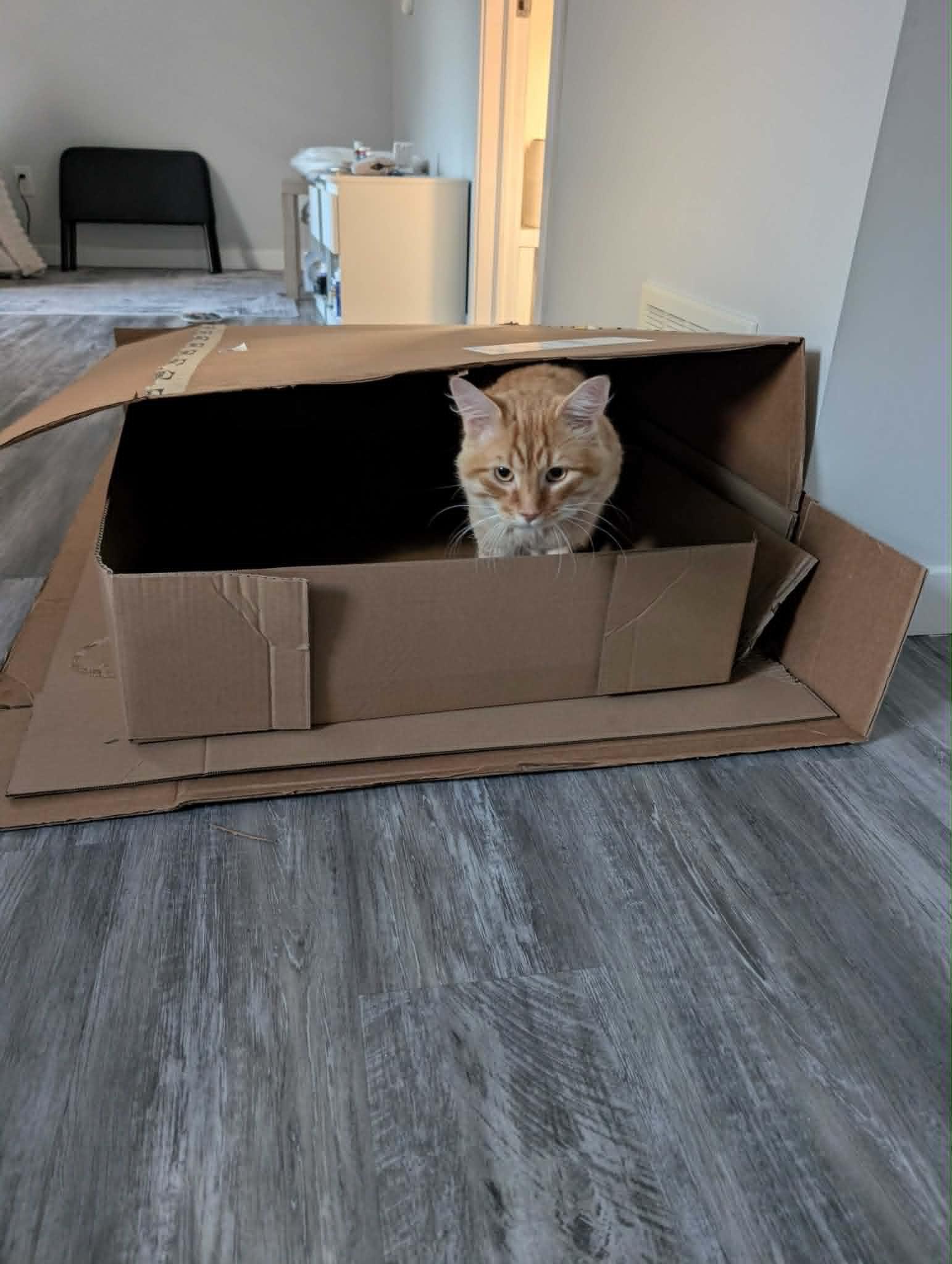 Timmy, an adoptable Domestic Short Hair in Wakefield, QC image 2/4