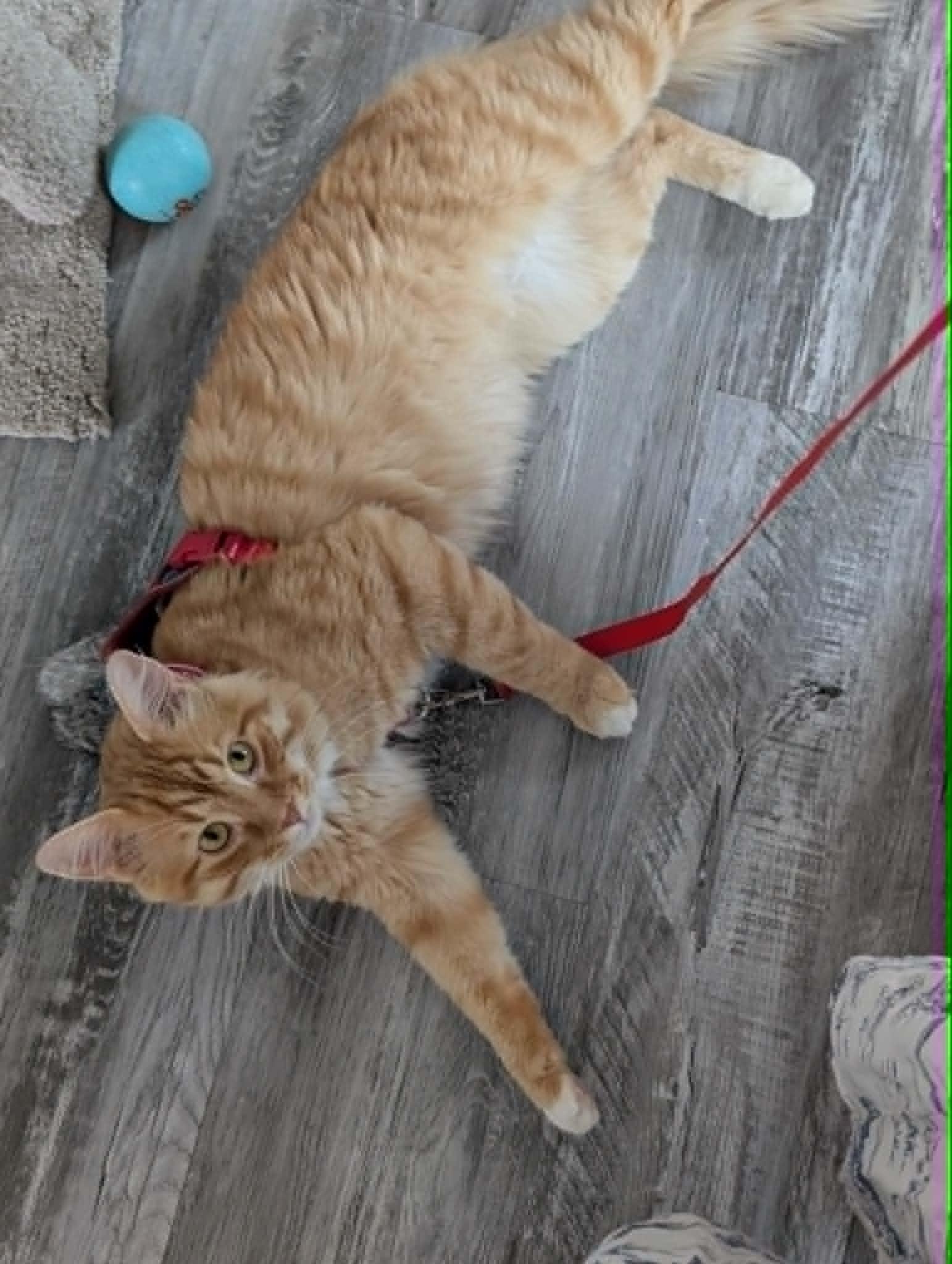Timmy, an adoptable Domestic Short Hair in Wakefield, QC image 4/4