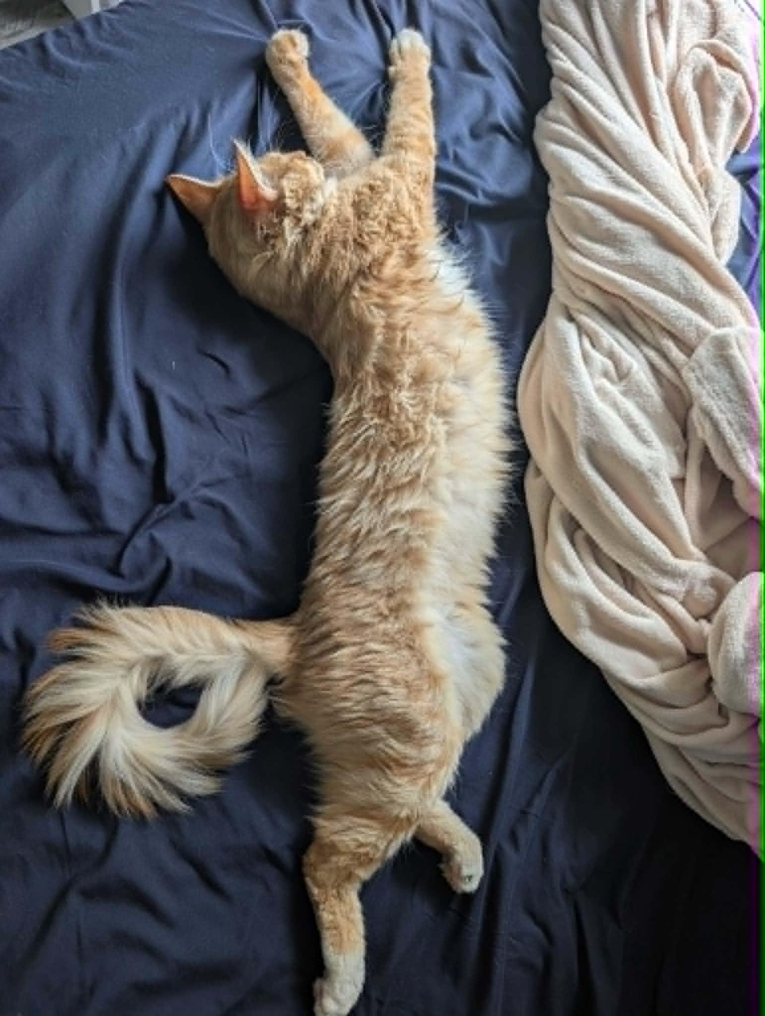 Timmy, an adoptable Domestic Short Hair in Wakefield, QC image 3/4