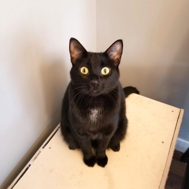 Potter, an adoptable Domestic Short Hair in Calgary, AB, T2E 3Z7 | Photo Image 2