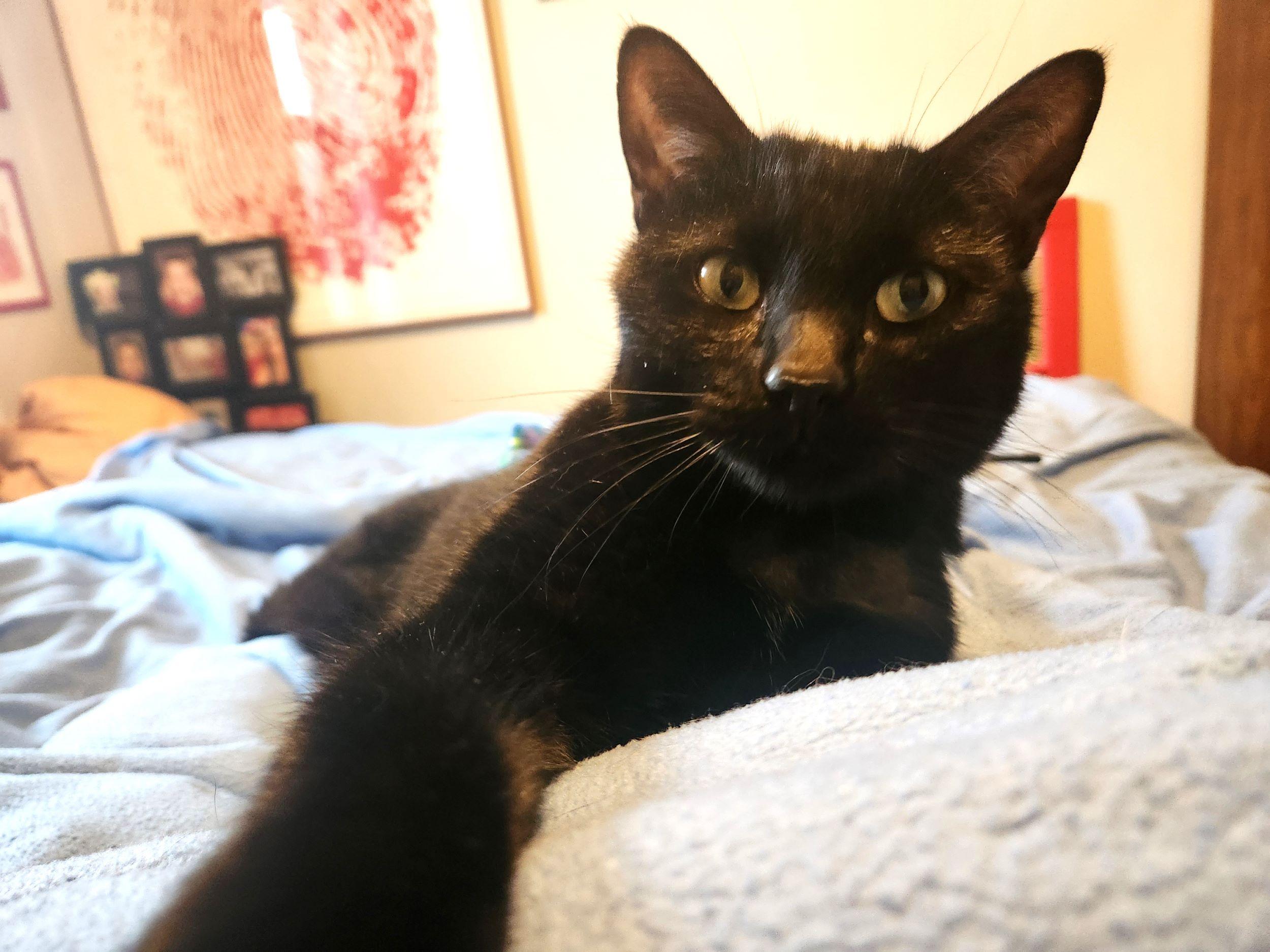 Potter, an adoptable Domestic Short Hair in Calgary, AB, T2E 3Z7 | Photo Image 3