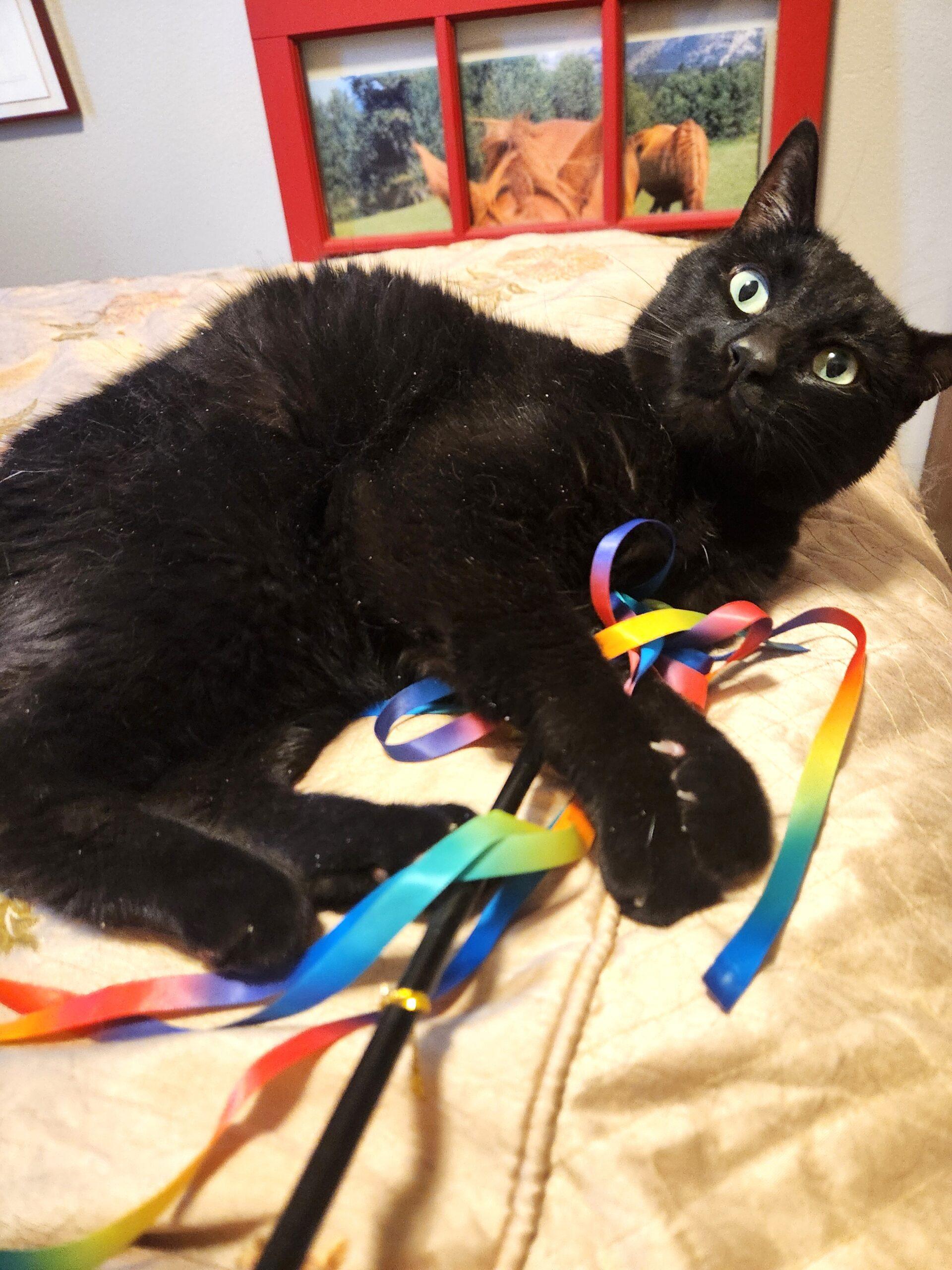Potter, an adoptable Domestic Short Hair in Calgary, AB, T2E 3Z7 | Photo Image 4