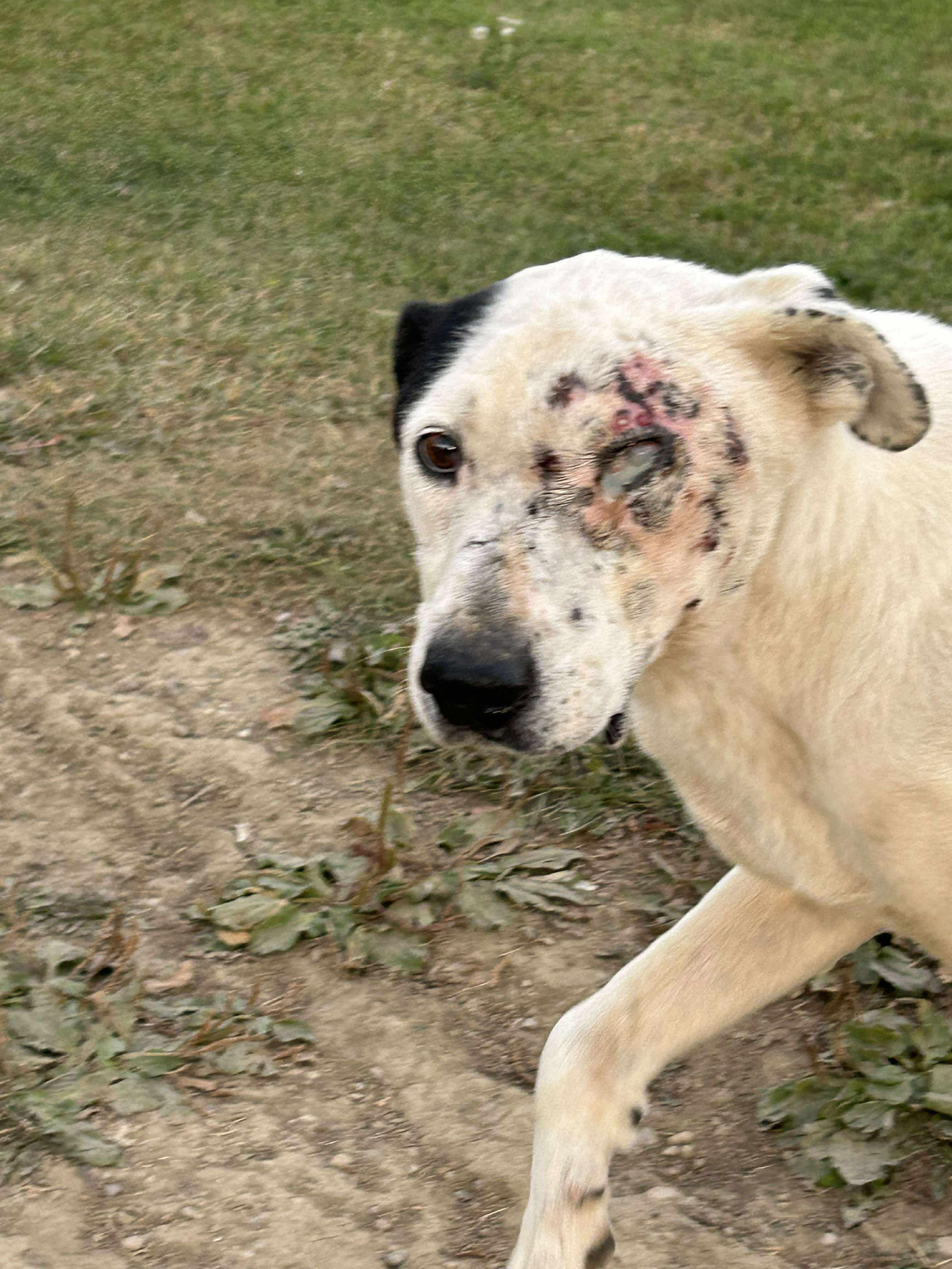 Ripple, an adoptable Mixed Breed in Edmonton, AB, T5Y 3N6 | Photo Image 1