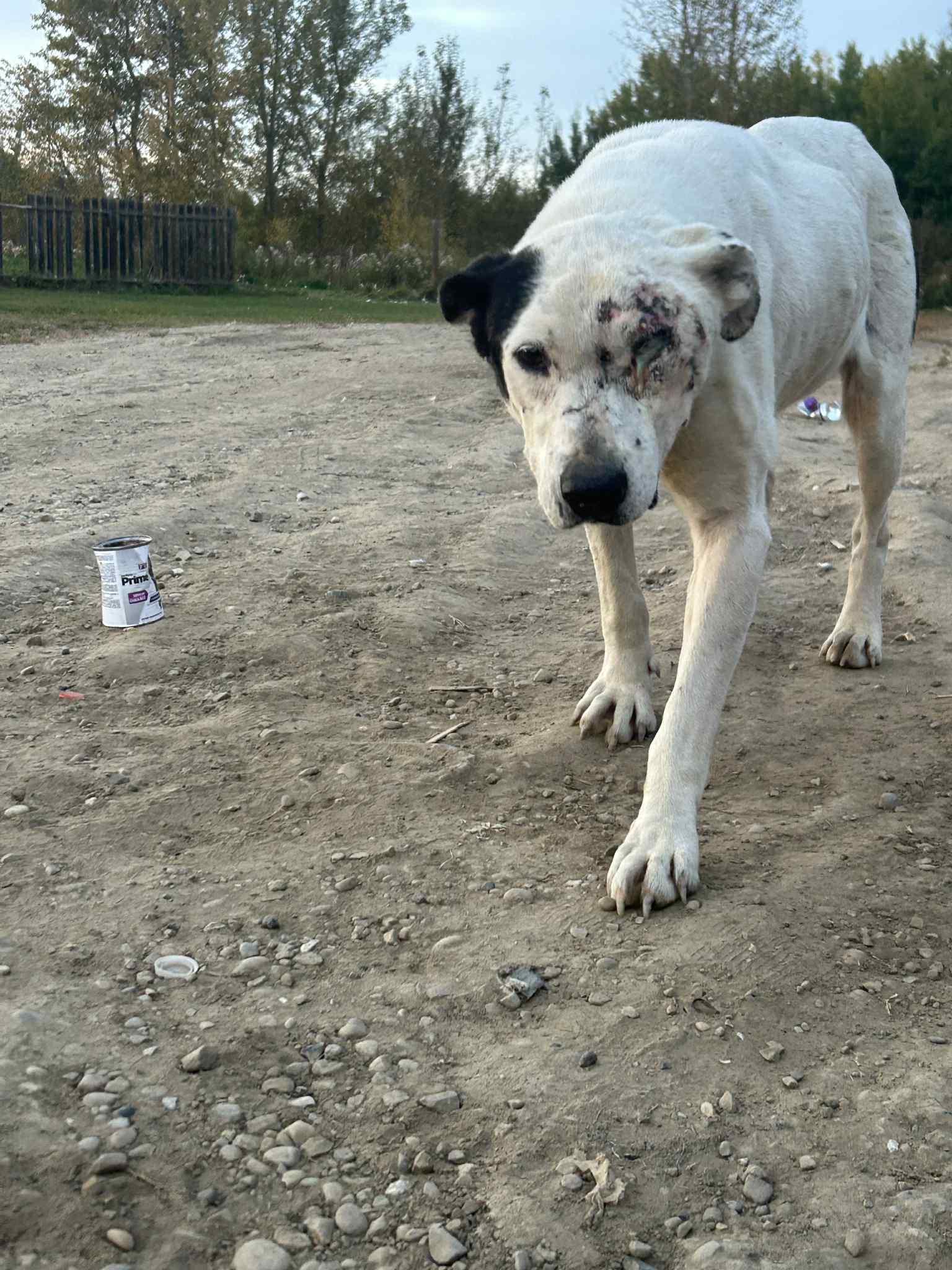 Ripple, an adoptable Mixed Breed in Edmonton, AB, T5Y 3N6 | Photo Image 5