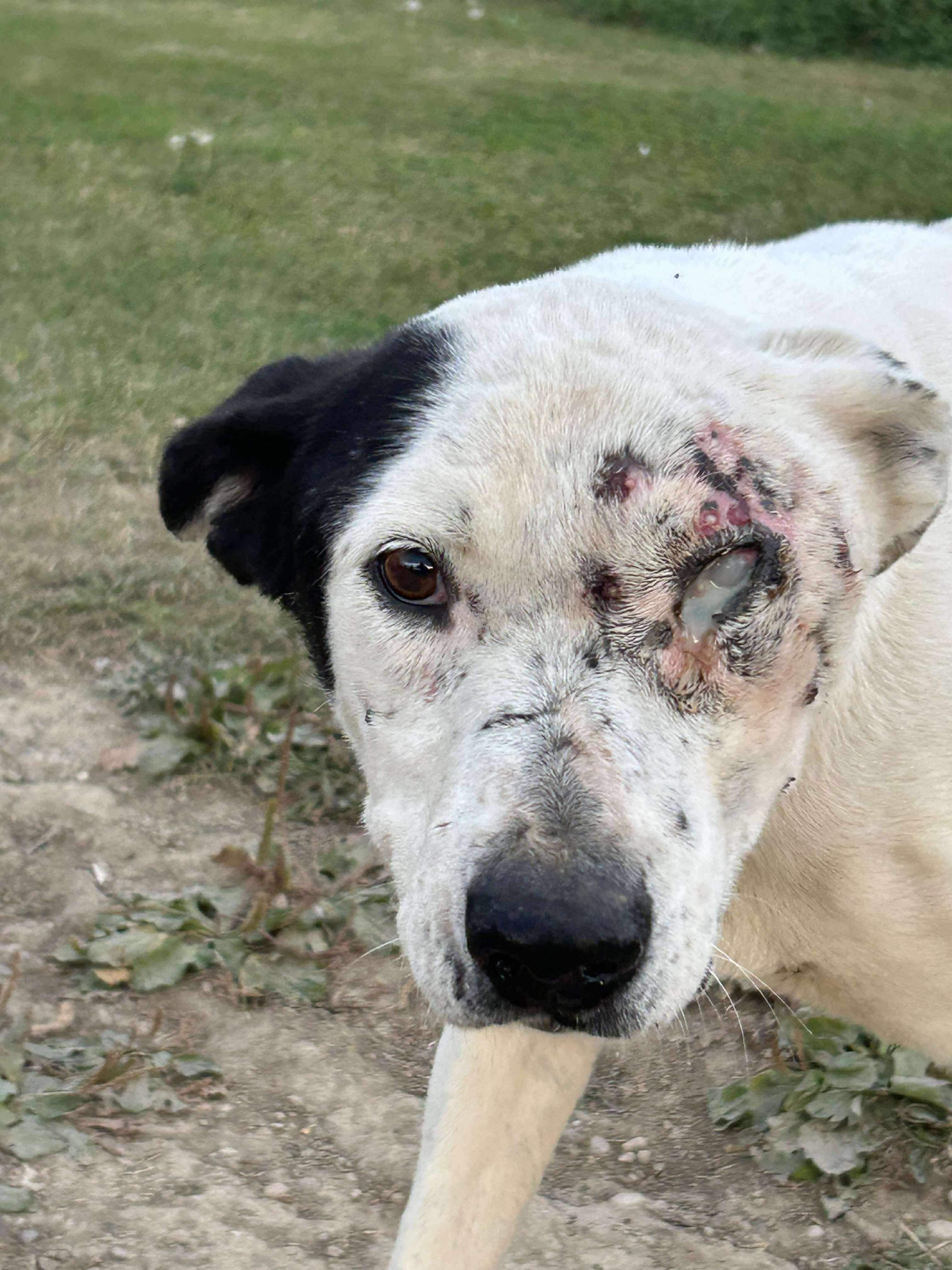 Ripple, an adoptable Mixed Breed in Edmonton, AB, T5Y 3N6 | Photo Image 4