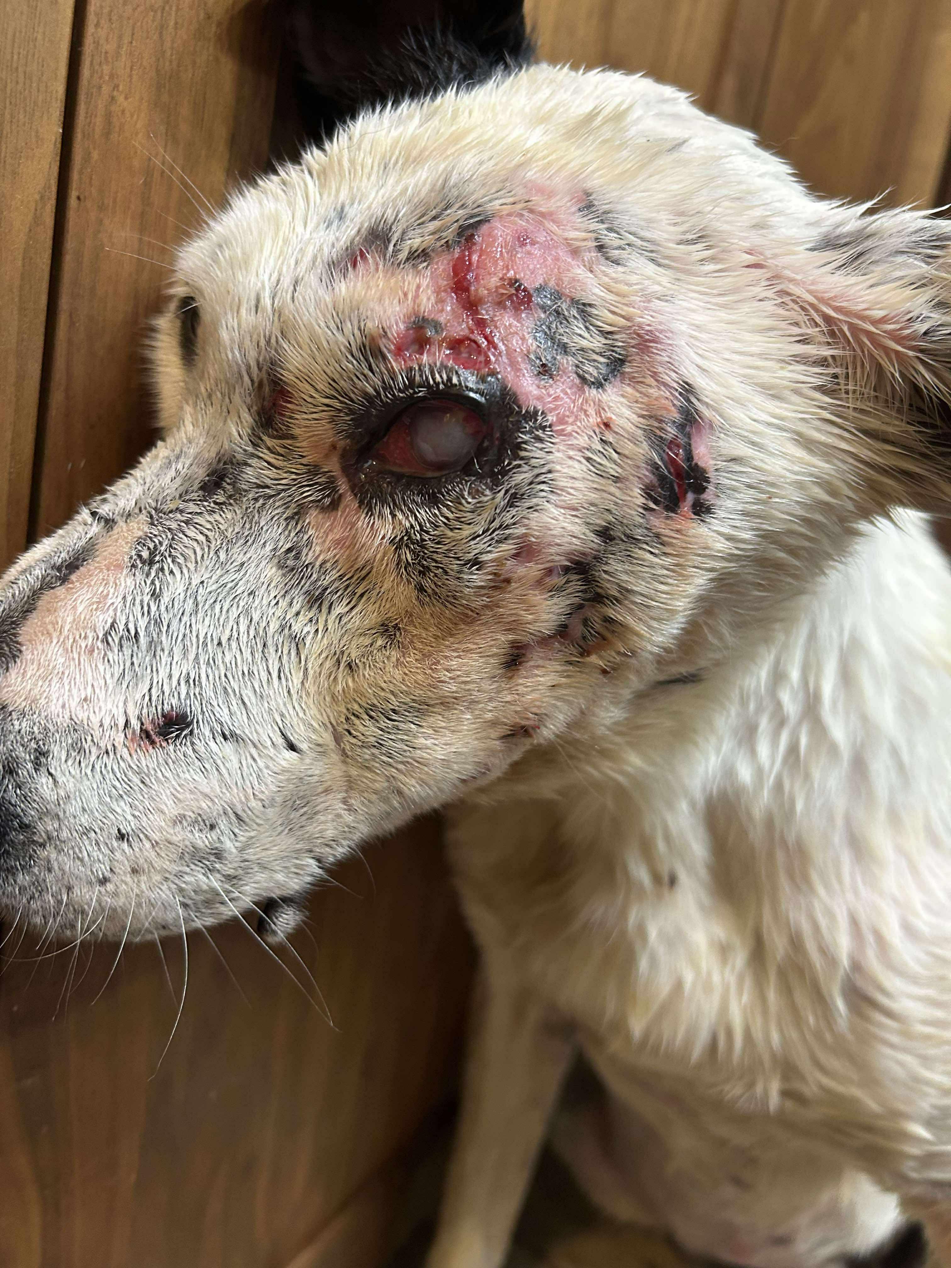 Ripple, an adoptable Mixed Breed in Edmonton, AB, T5Y 3N6 | Photo Image 3