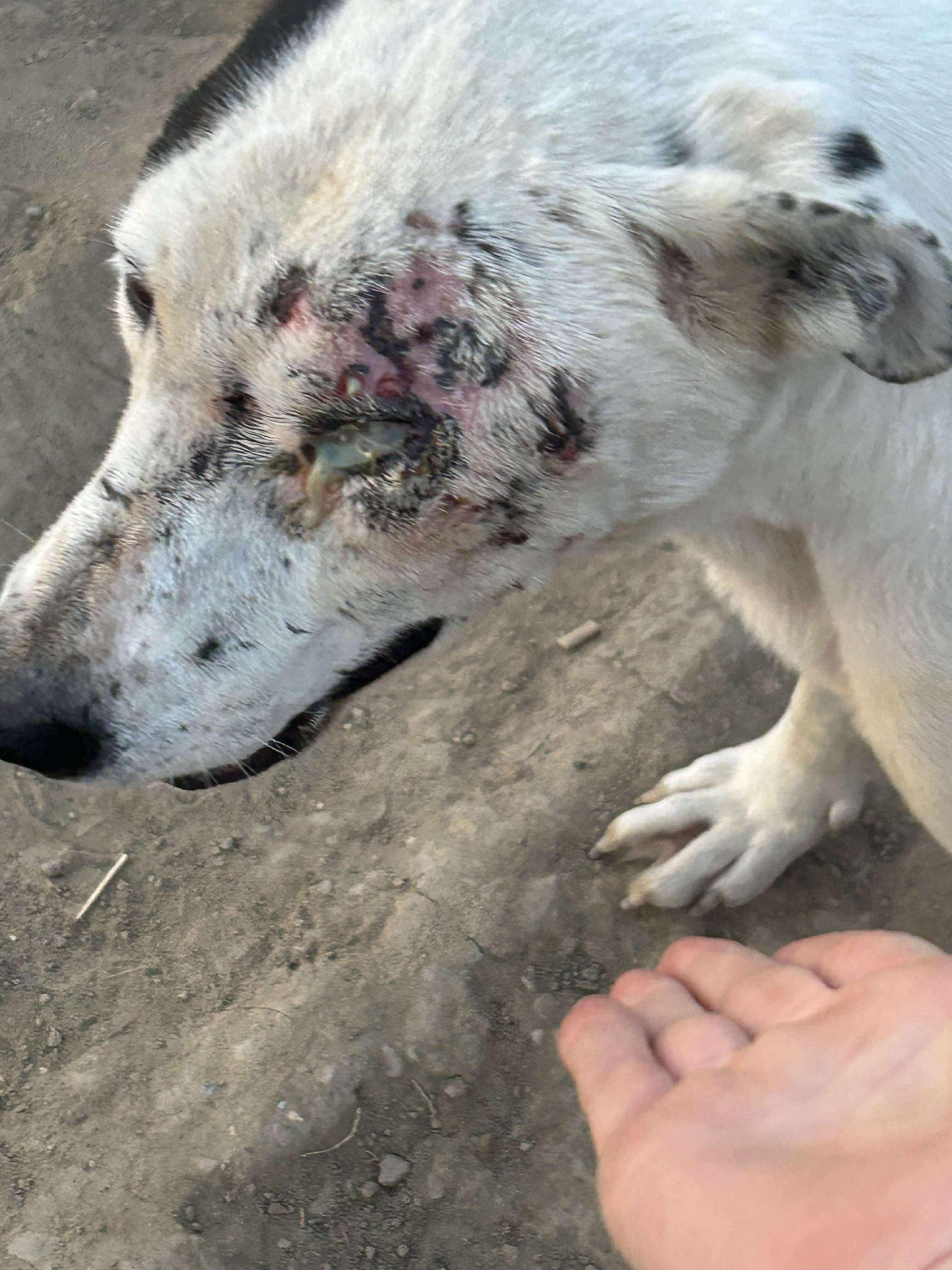 Ripple, an adoptable Mixed Breed in Edmonton, AB, T5Y 3N6 | Photo Image 2